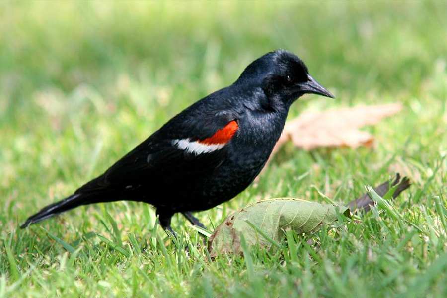 Tricolored Blackbird Update