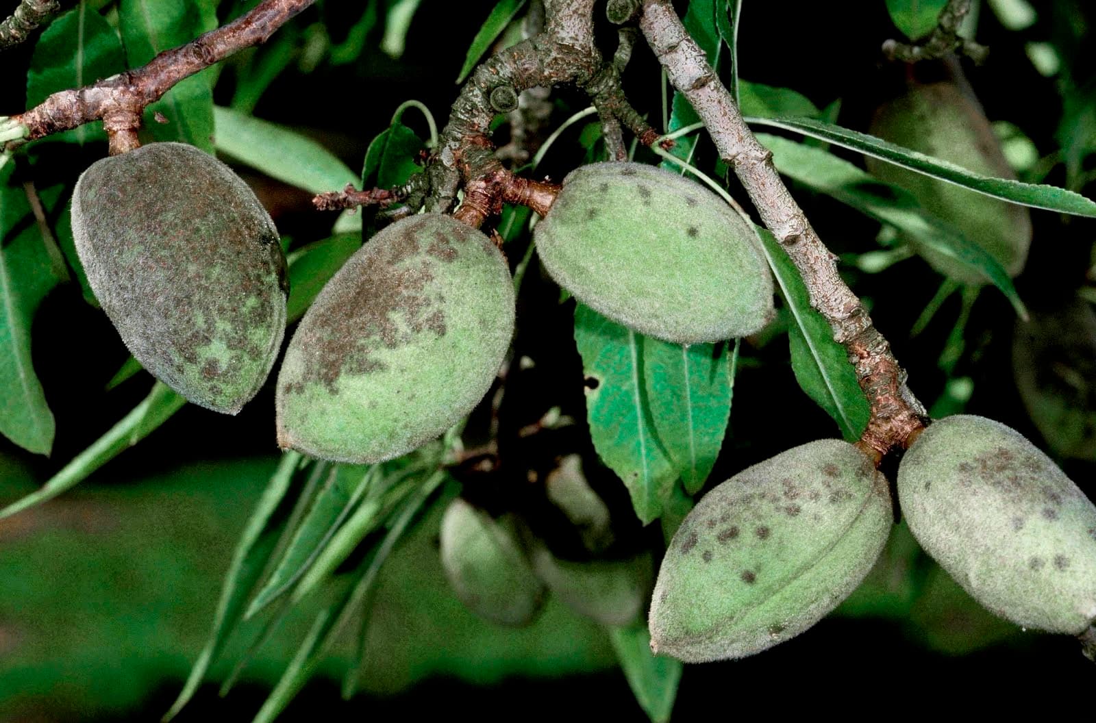 Almond Scab Management with Farm Advisor Brent Holtz