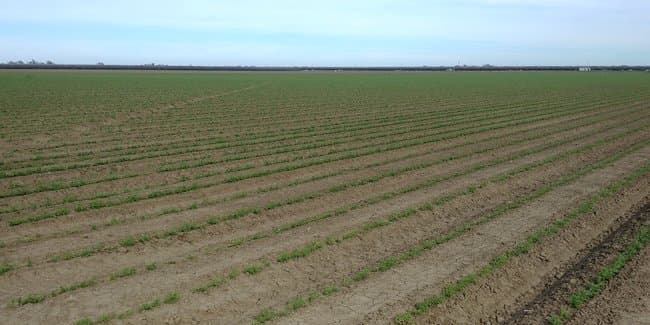 UC Estimates Costs And Returns For Growing Garbanzo Beans