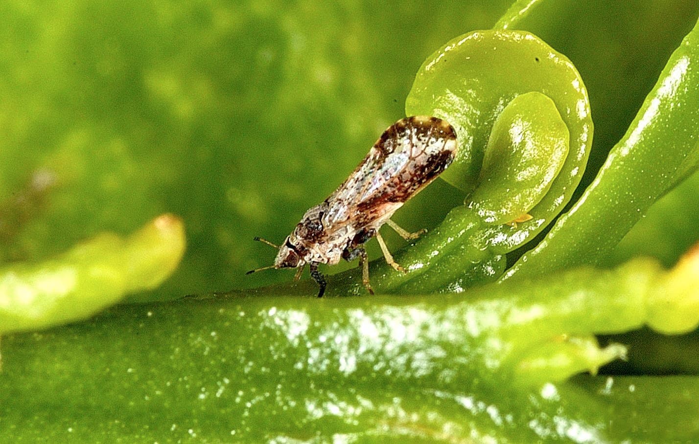 Statewide Citrus Grower Approaches for Controlling ACP & HLB
