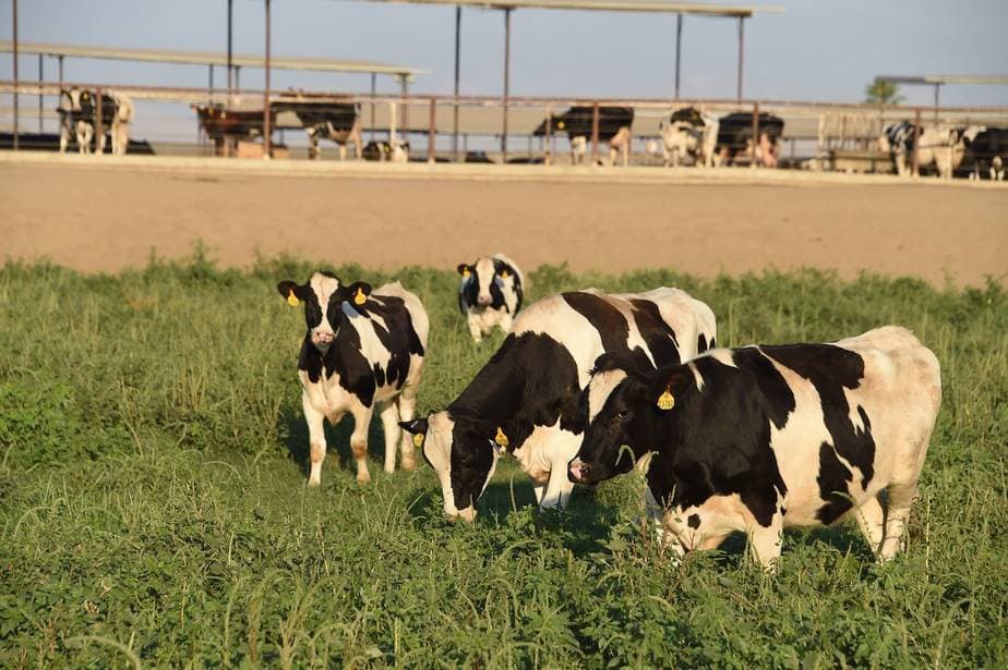 CDFA Accepting Proposals For Small Dairy Research