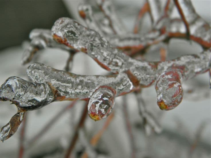 CA Blueberry & Apple Growers Impacted by Early Spring Freeze