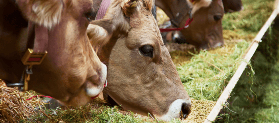 The CA State Fair Competitions are for Everyone!  Which competition is right for you?