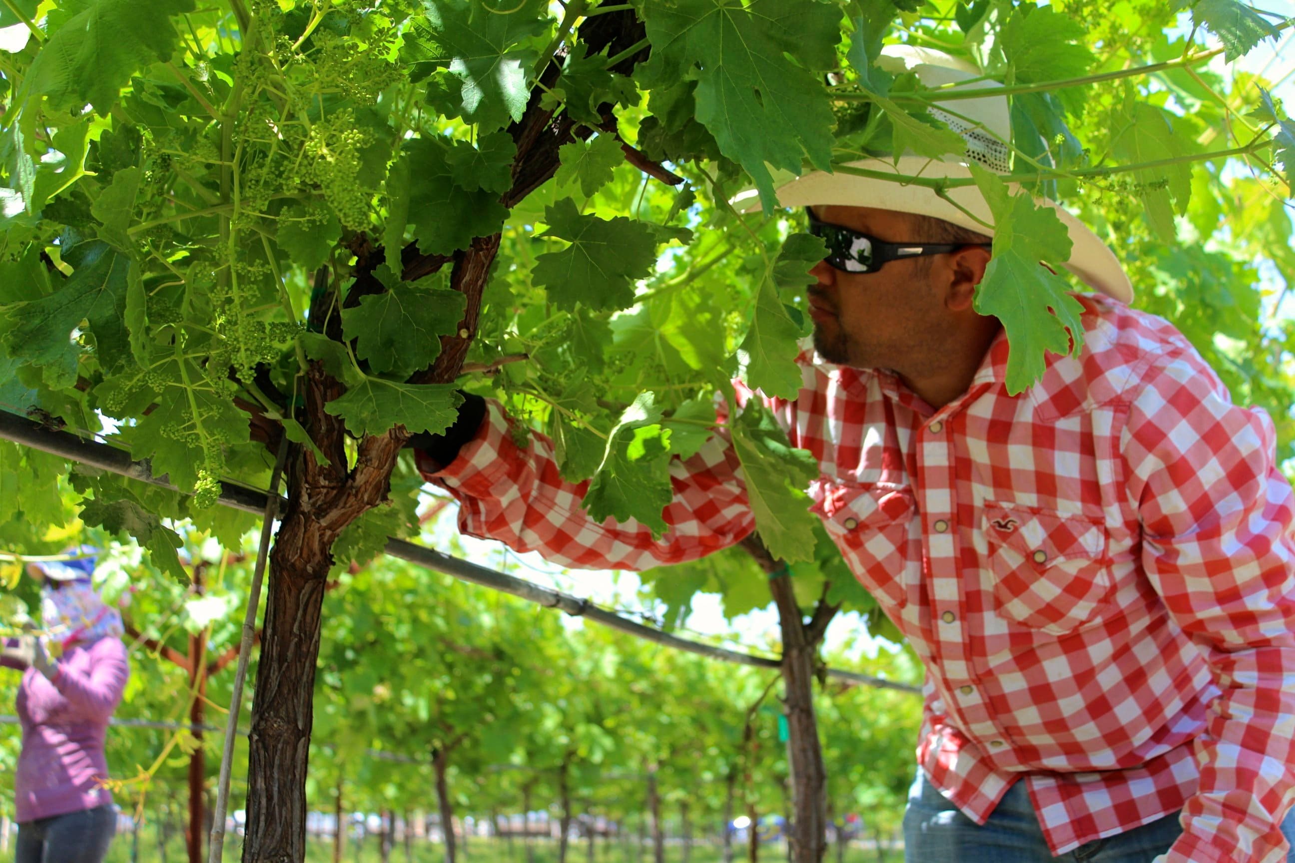 Immigration & Ag Labor Update from CAWG