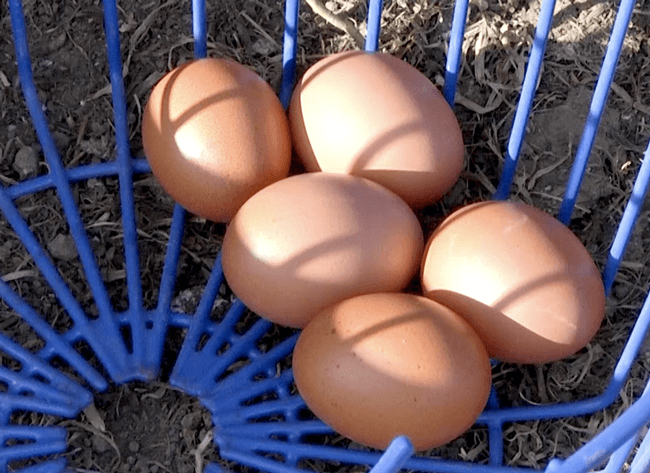 Got Backyard Chickens?  Get Their Eggs Tested for Free