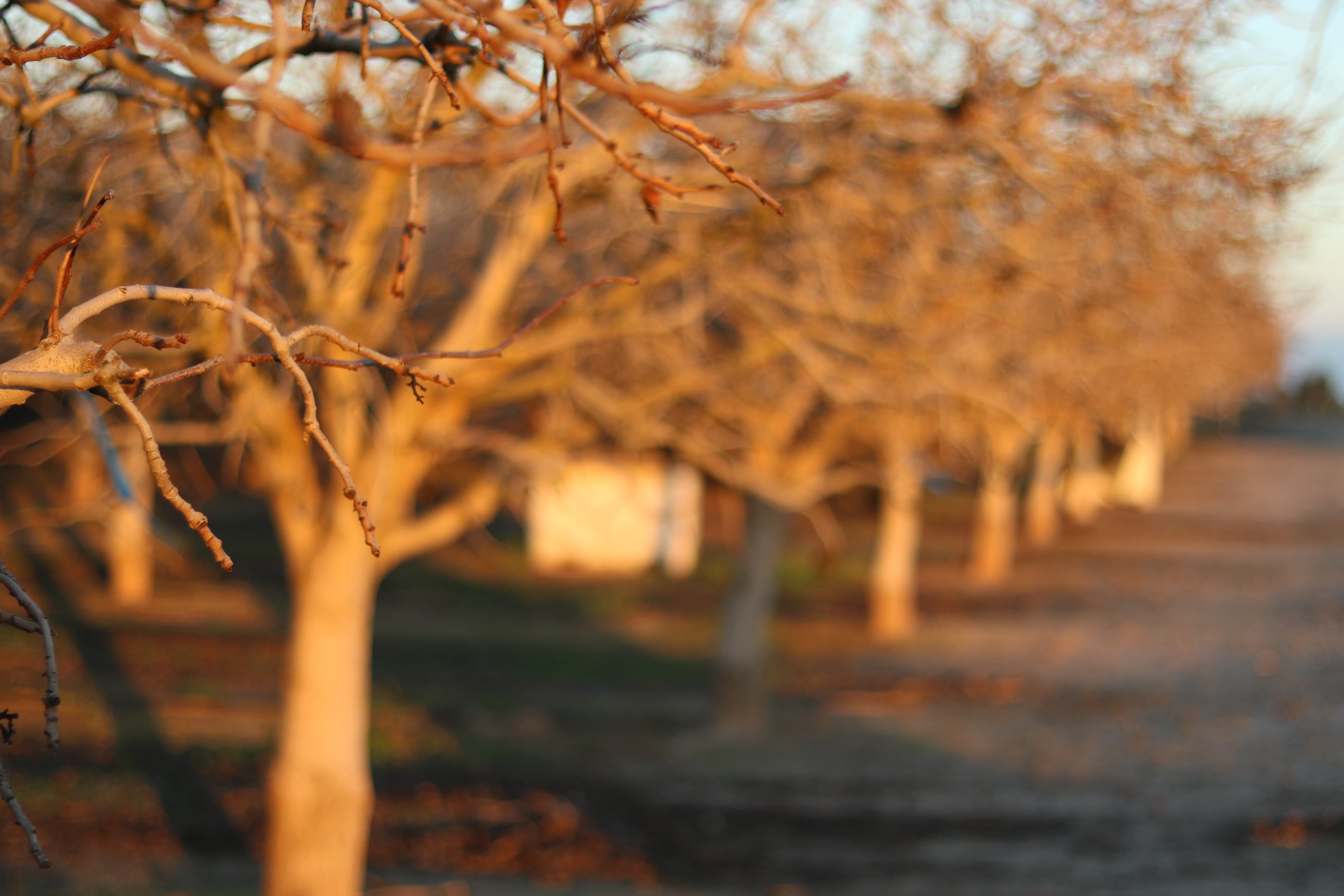 Pistachio Canopy Management with Bob Beede