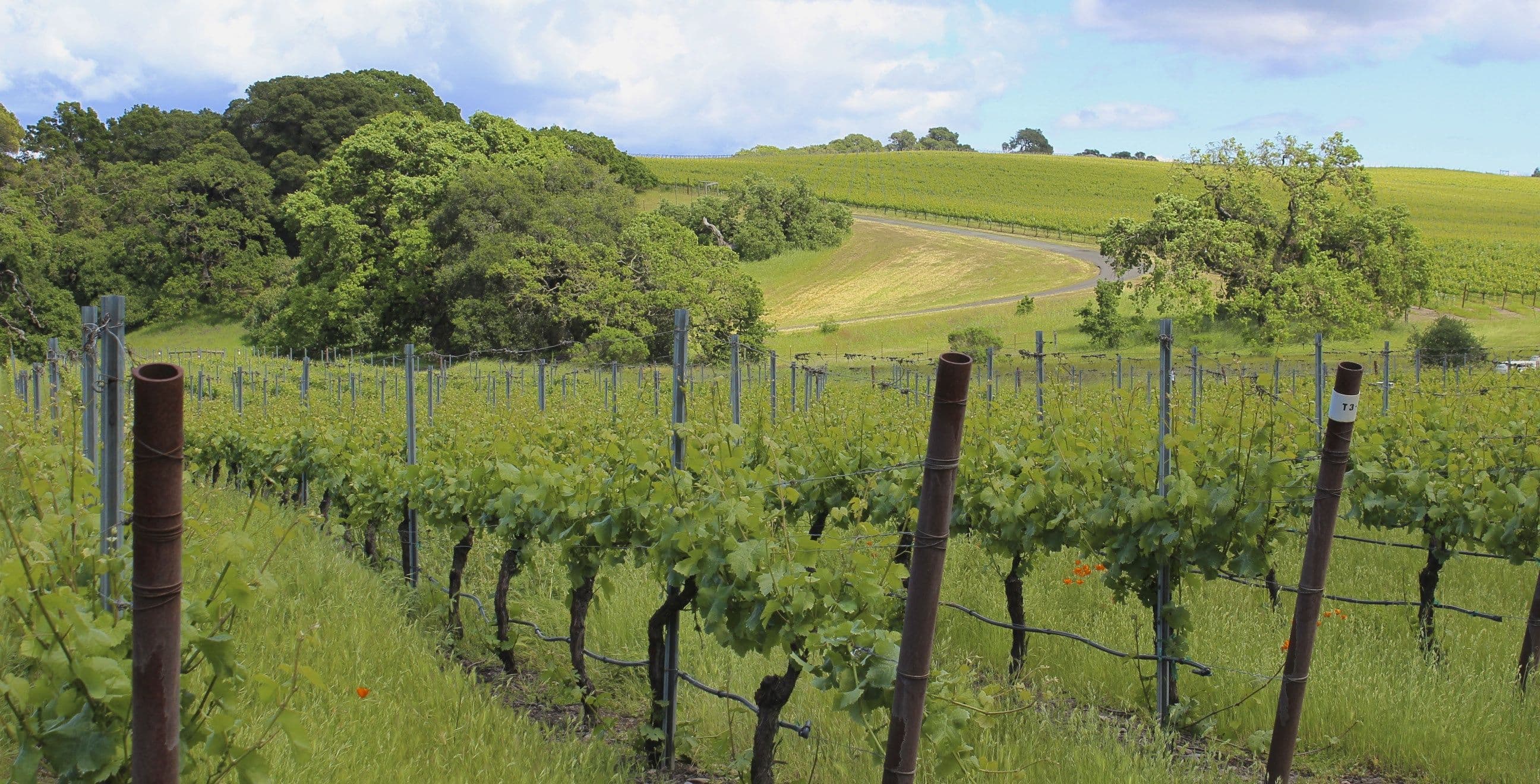 American Vineyard Foundation Funds $1.4 MM for Wine & Grape Research