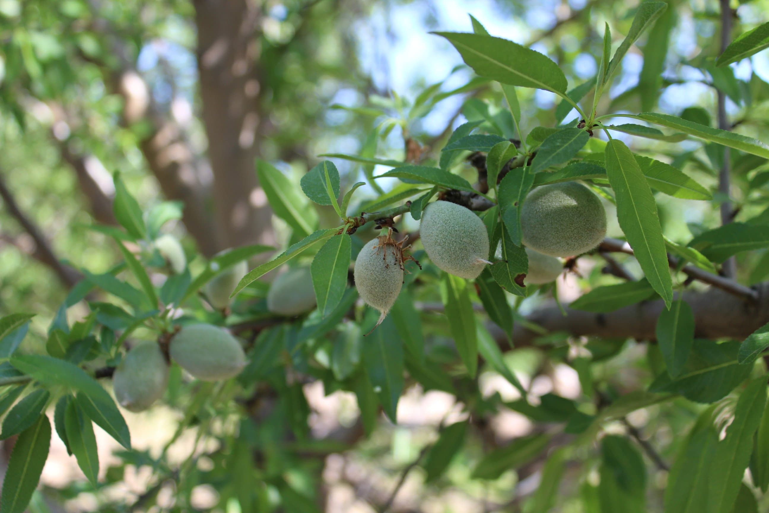 Record-Breaking Almond Crop Predicted for 2018