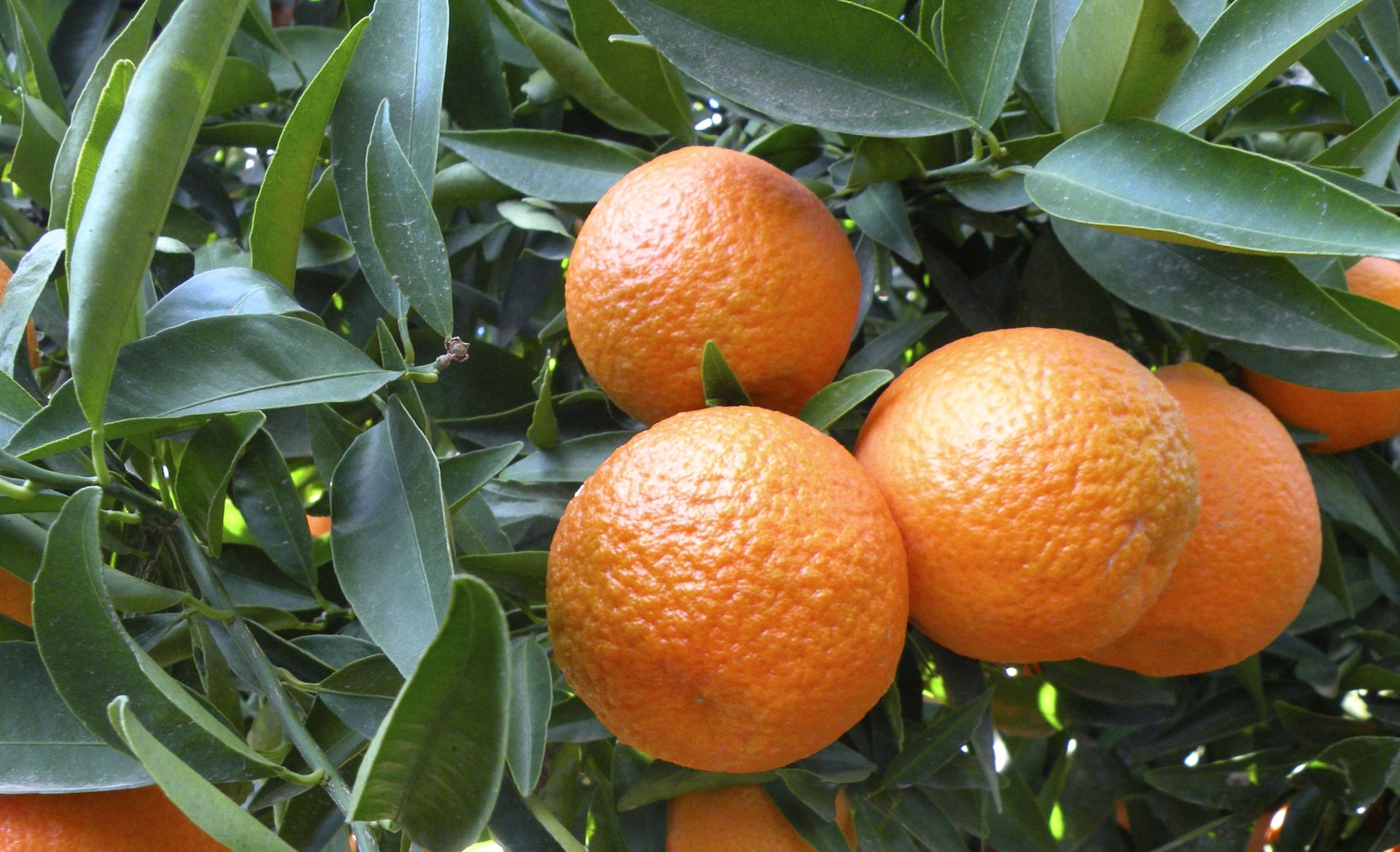 NEW STUDY REVEALS CA CITRUS ECONOMIC IMPACT 