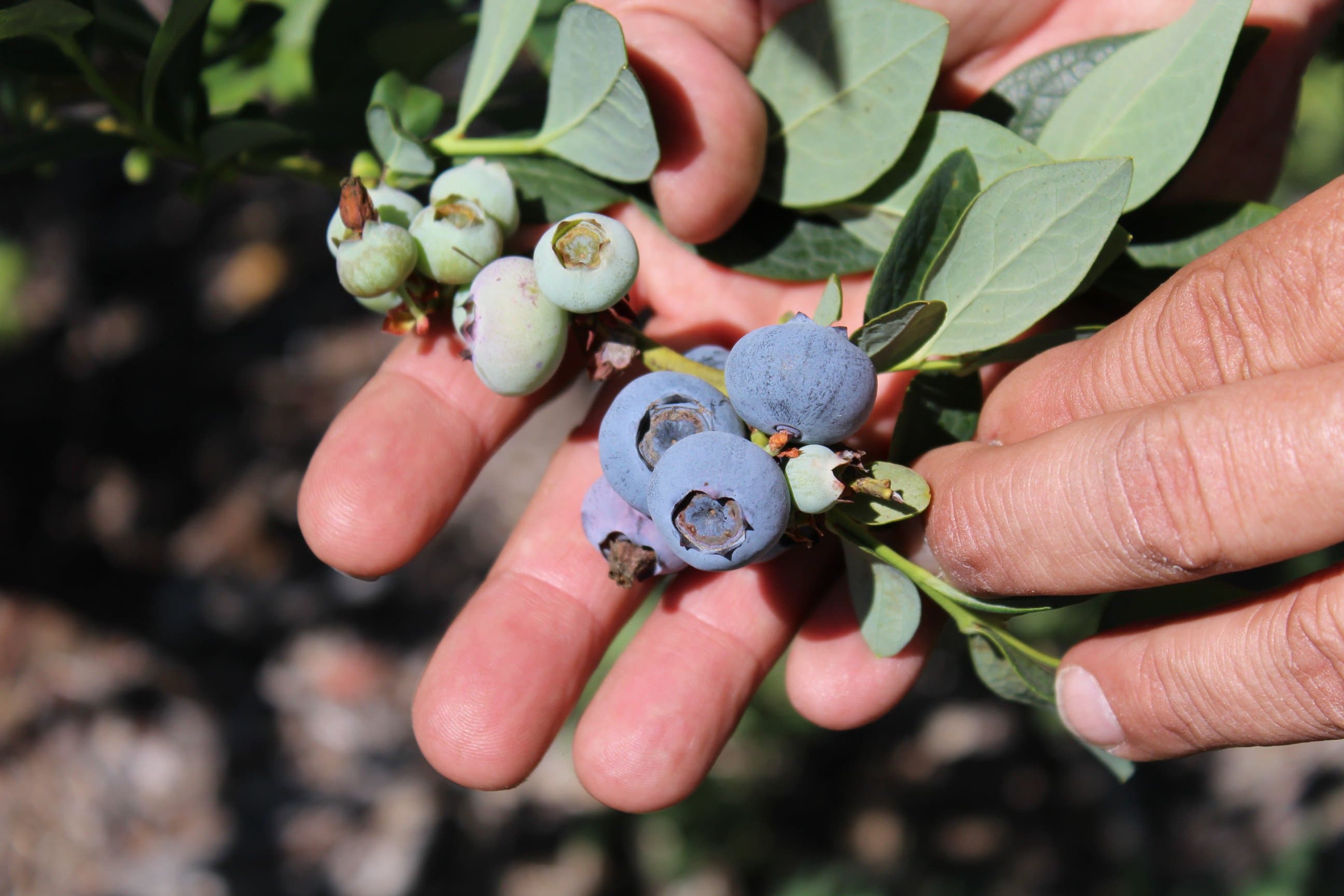 California & Georgia Blueberry Crops Down this Year