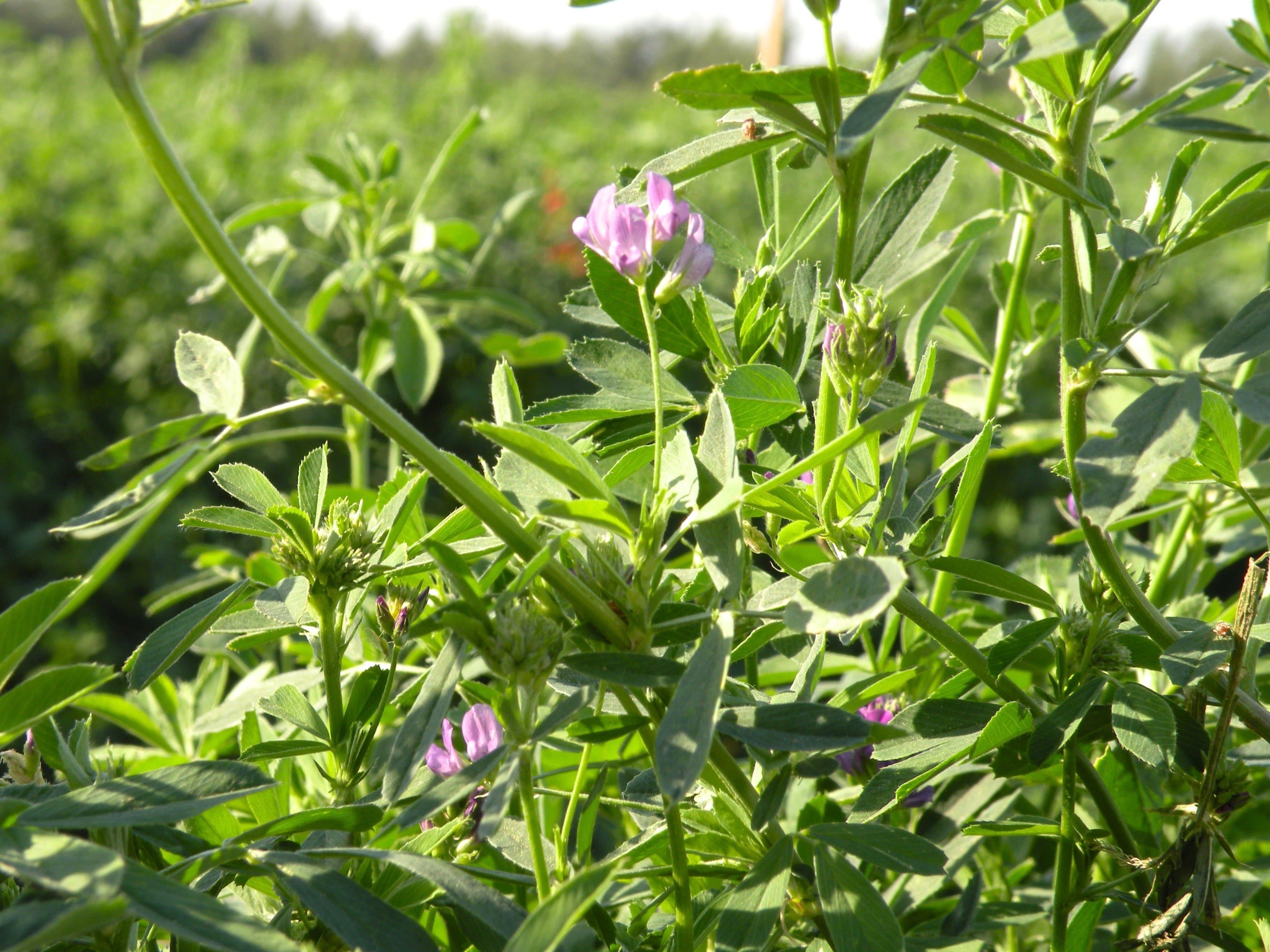 Alfalfa Field Day in Firebaugh, July 31