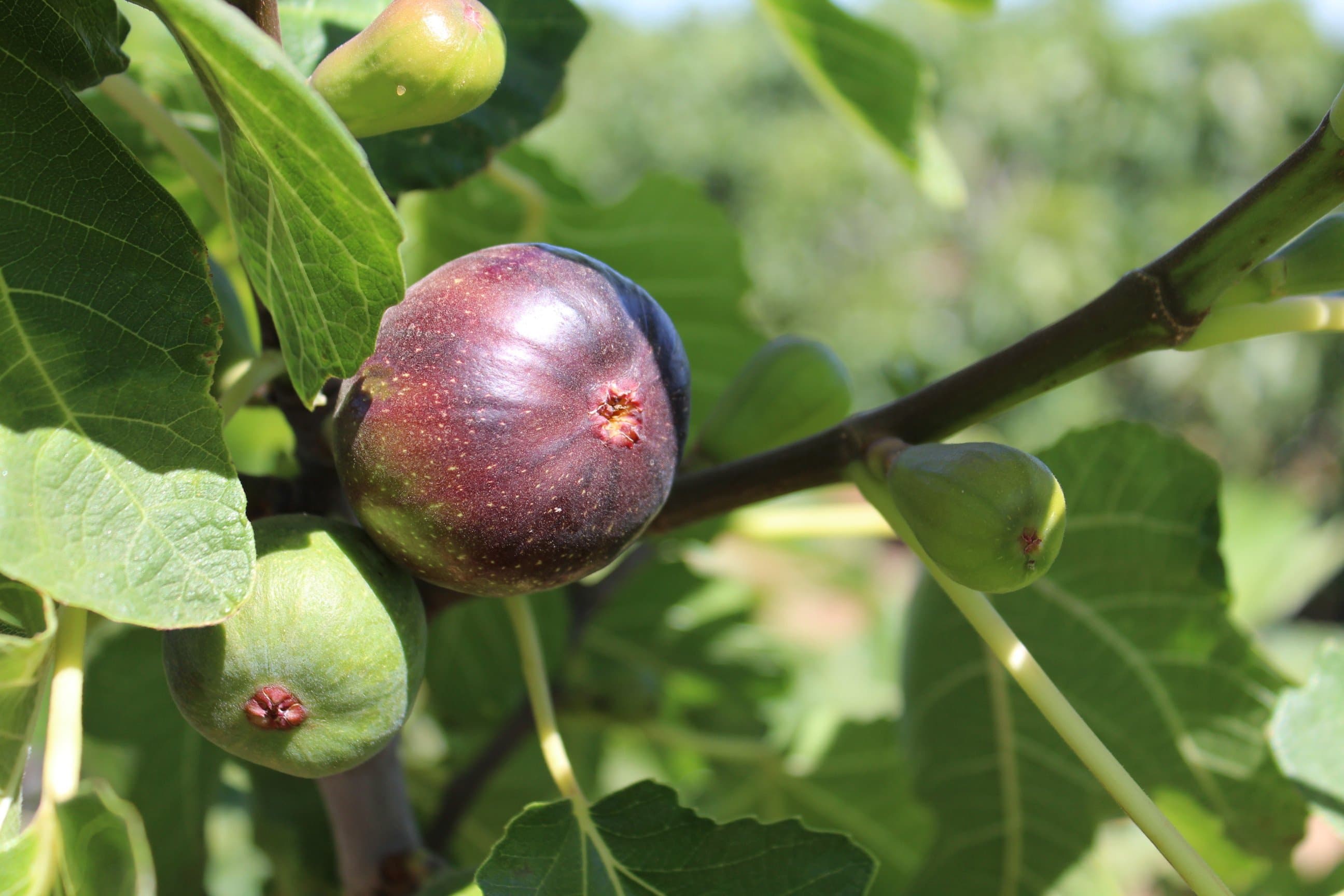 Growing Fresh Market Figs with Steve Schafer