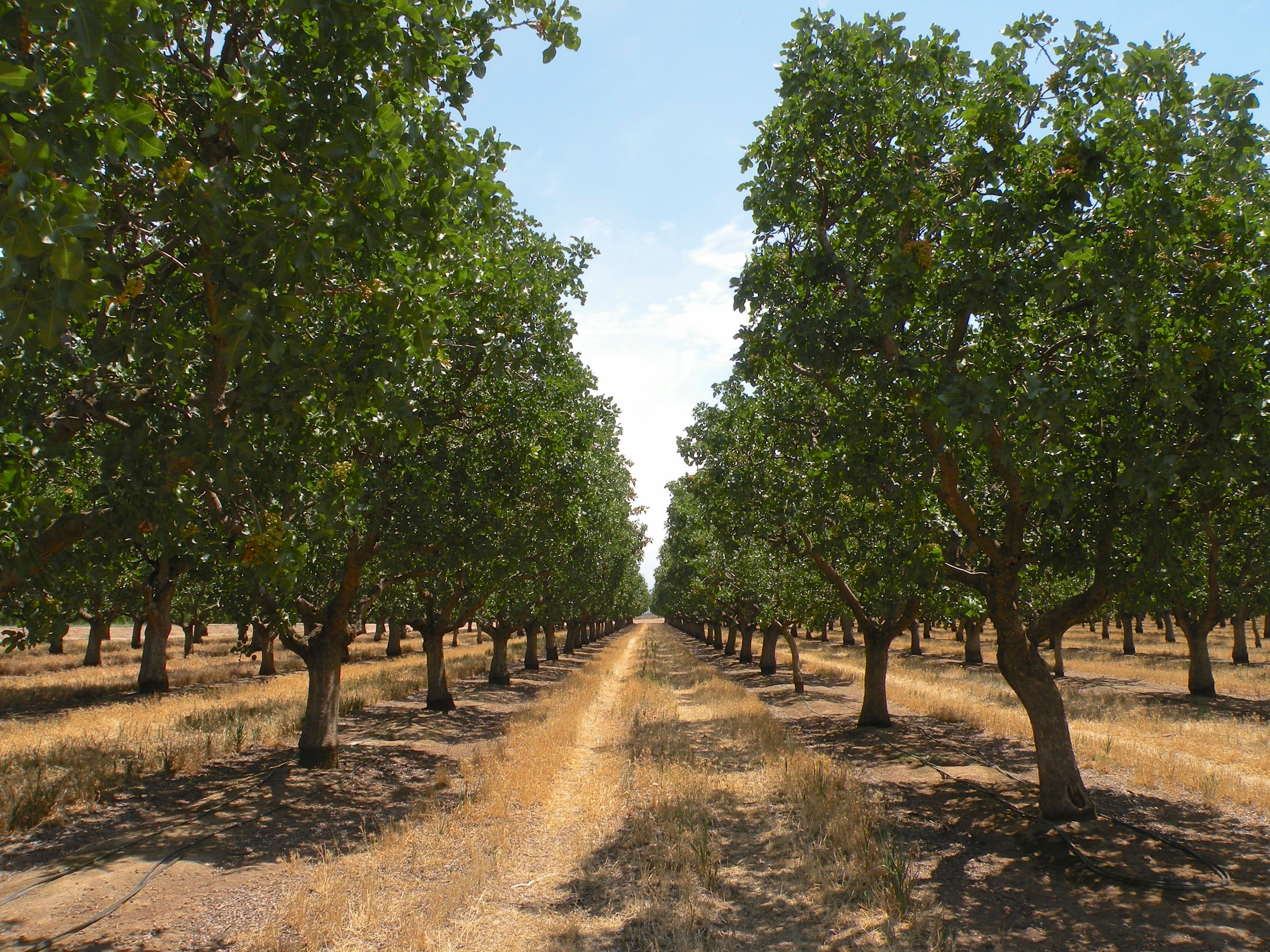 USDA-FSA Approves Pistachio Bushy Top Syndrome for Natural Disaster Assistance