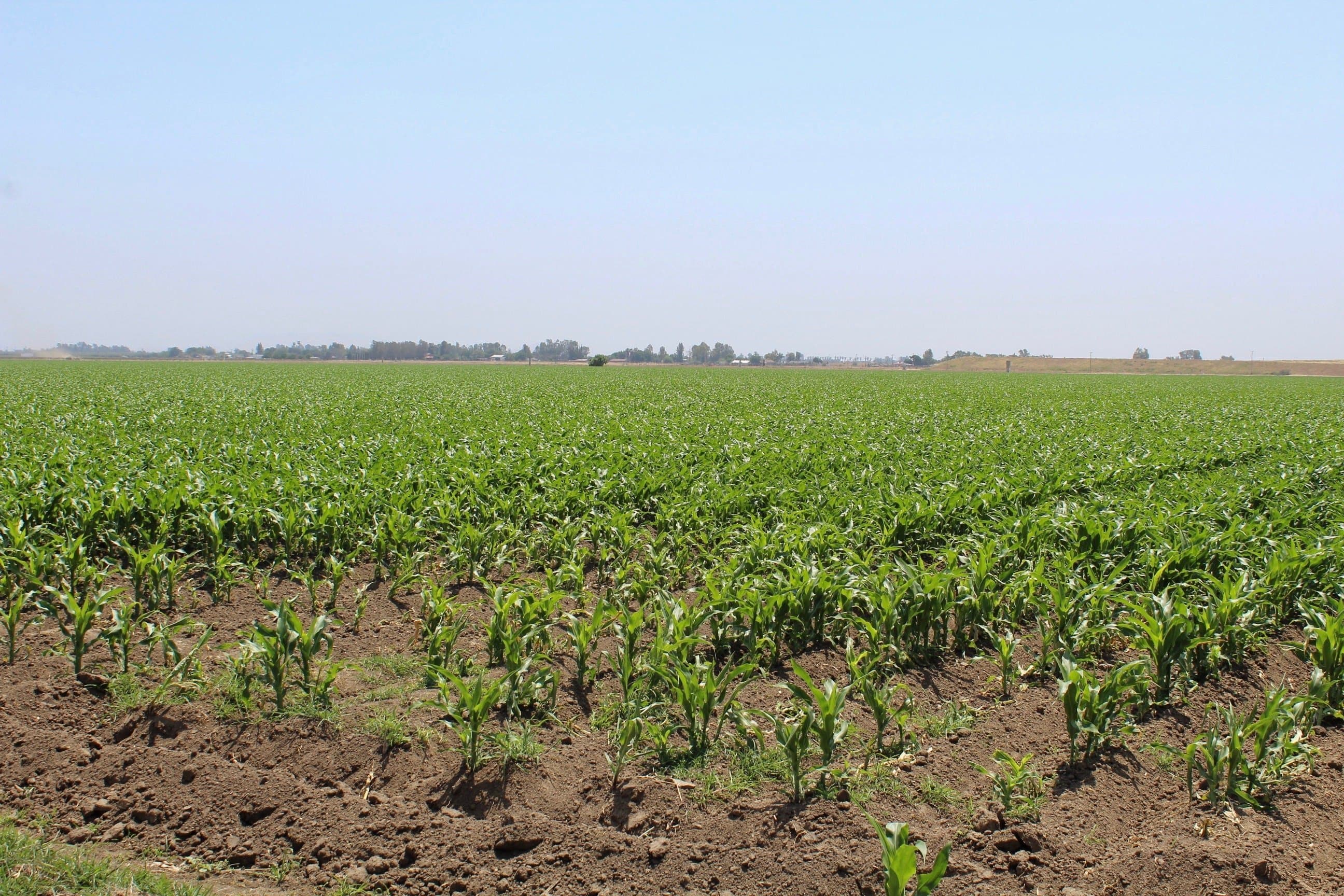 UCCE Manure Nitrogen Study Update in Dairy Feed Crops