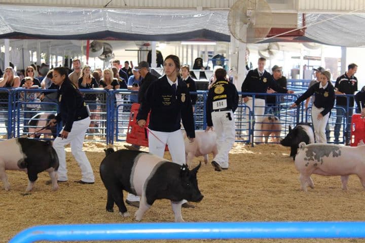 Kings Fair Celebrates Successful Year, Announces New CEO