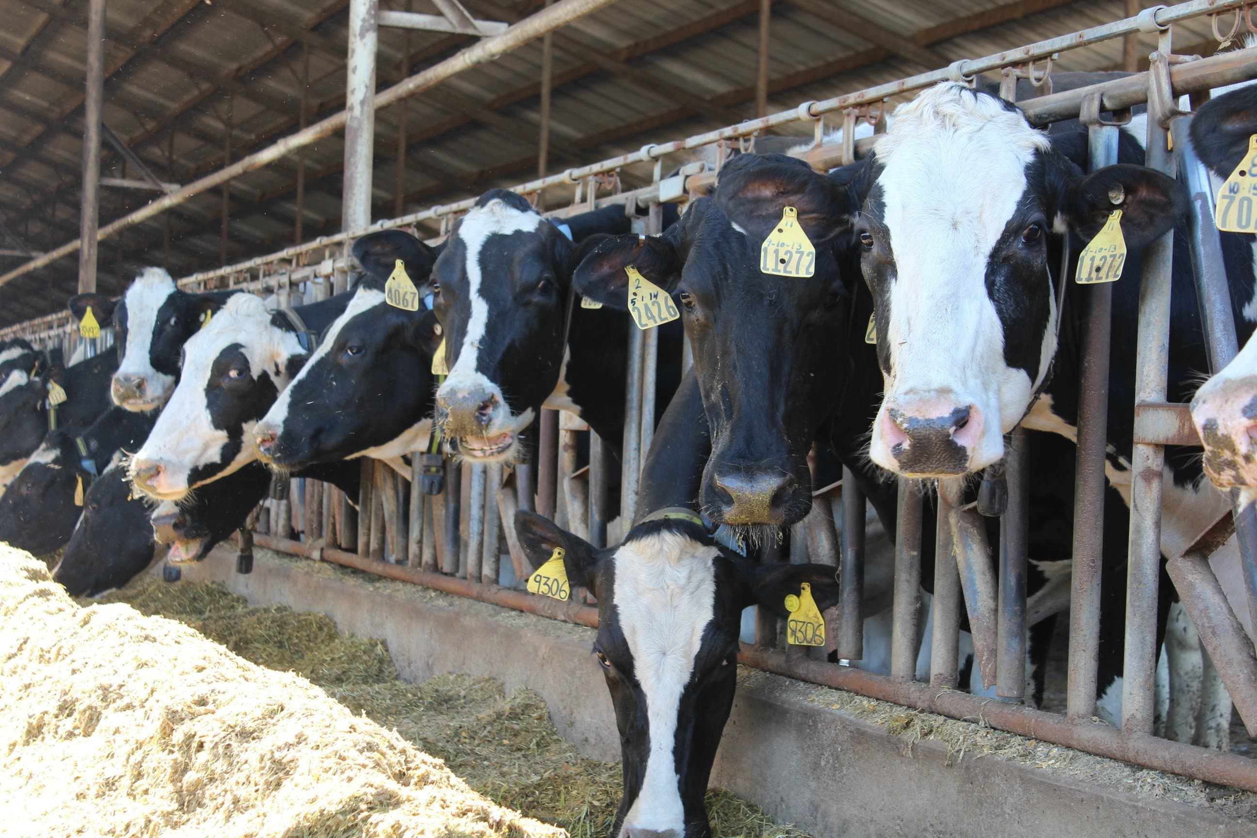 CDFA’s Work to Regulate Antibiotics in Livestock