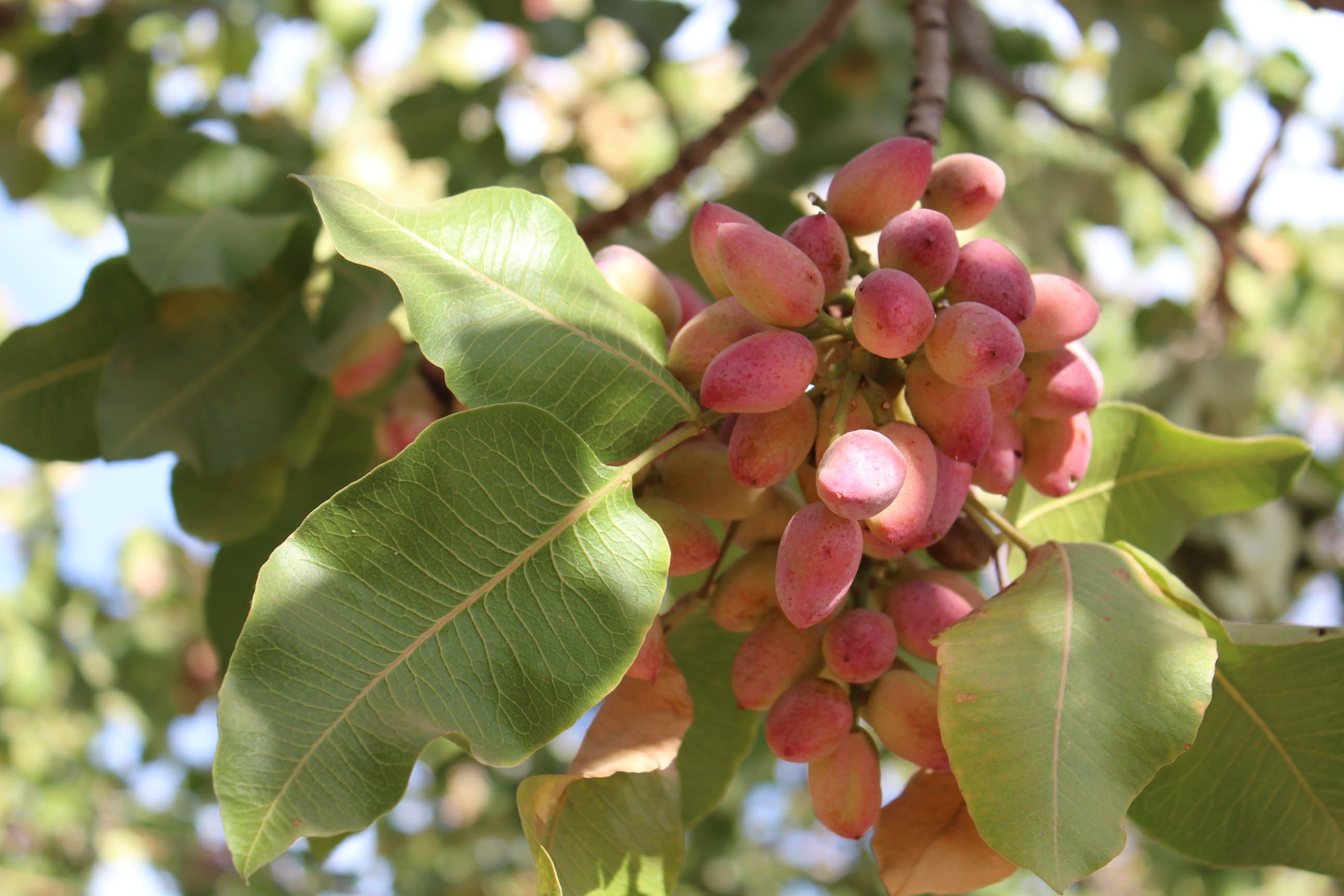 USDA to Support Marketing of Record Breaking Pistachio Crop