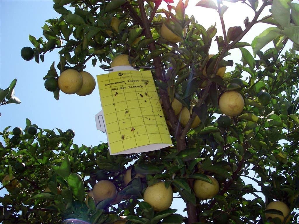 CA Detections of Citrus Disease HLB up 160 Percent