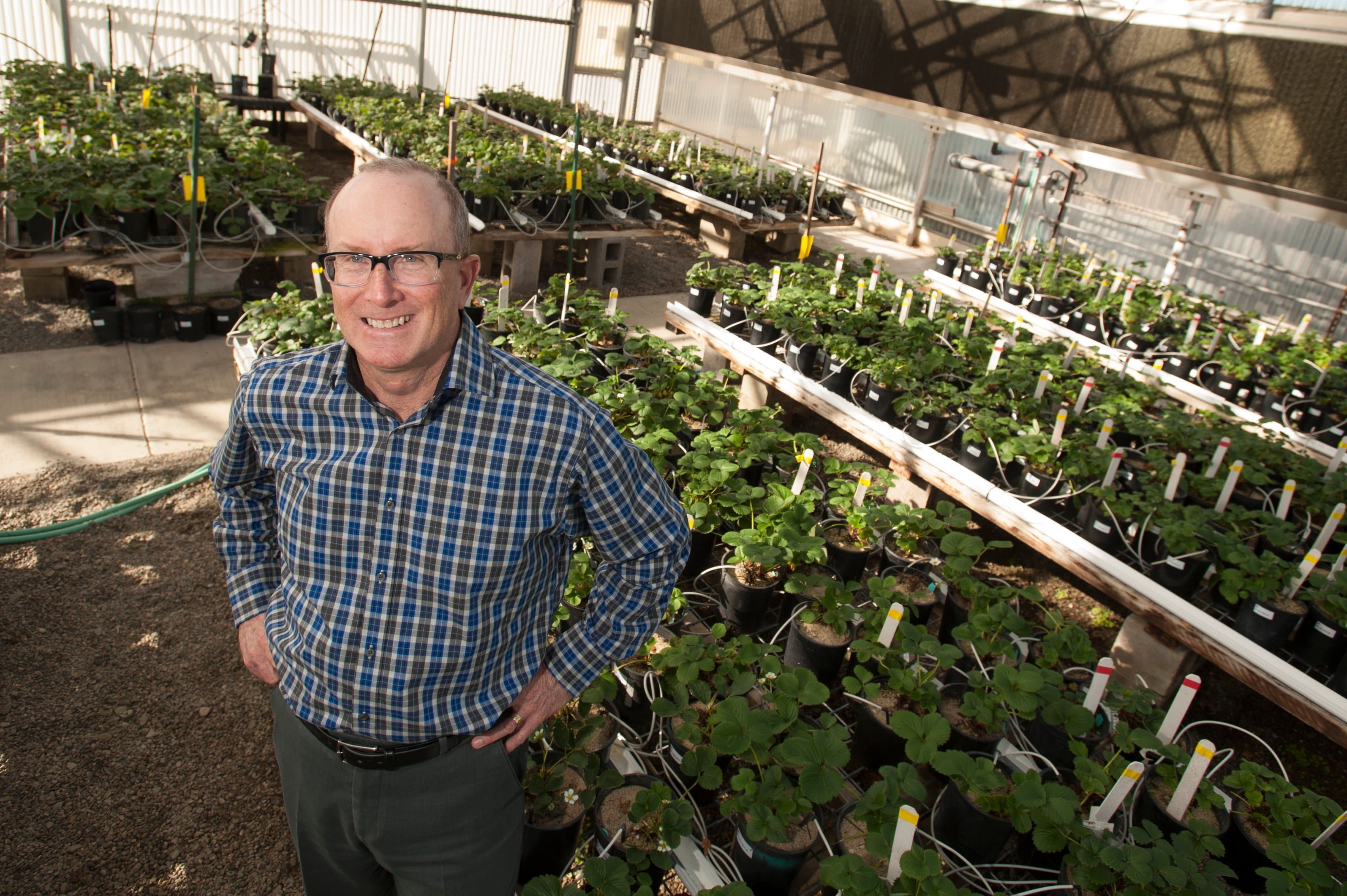 Breeding a Better Strawberry:Scientists Uncover Genetic Roadmap of Cultivated Strawberry