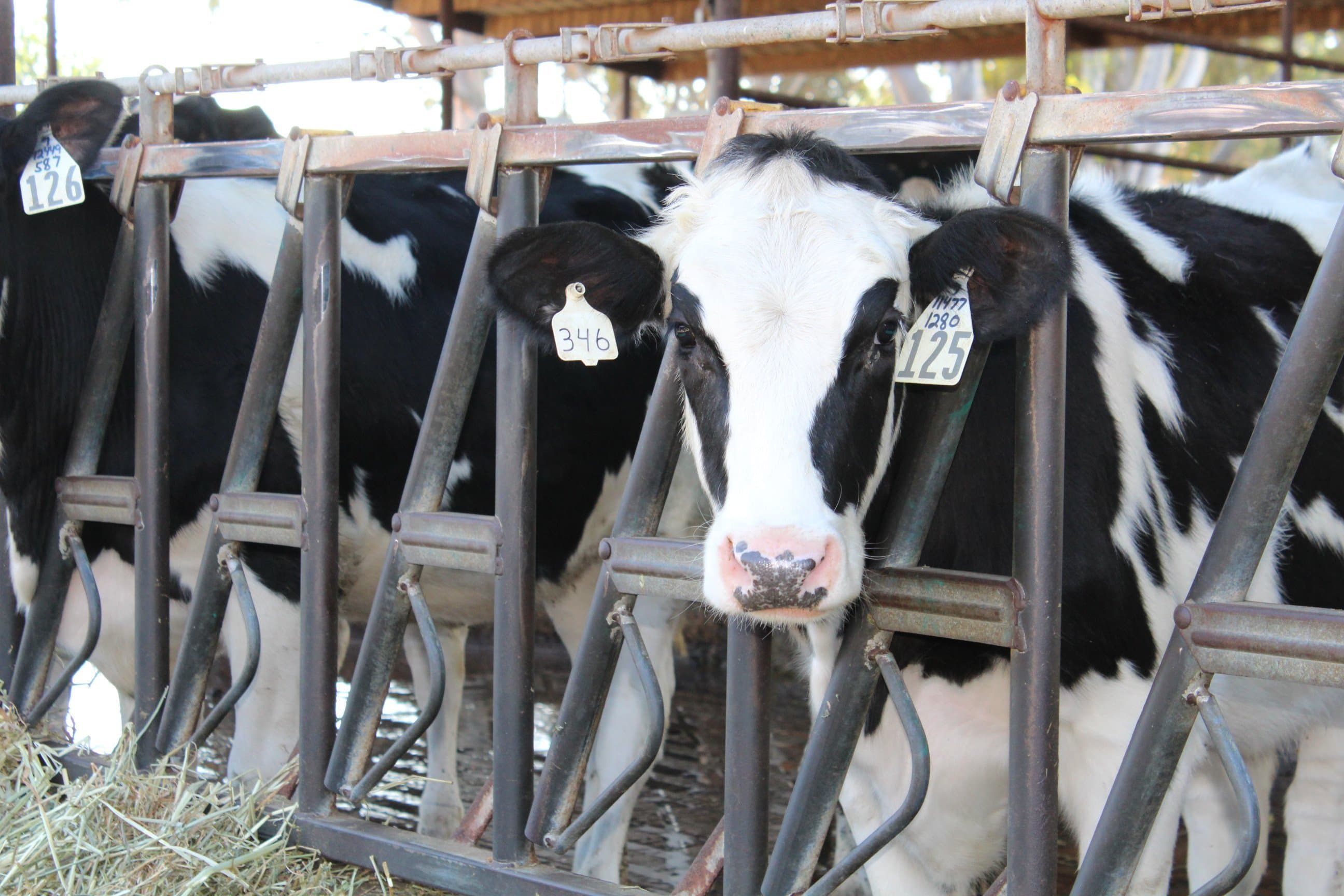 Unnecessary Trade War Risks Irreparably Damaging U.S. Dairy