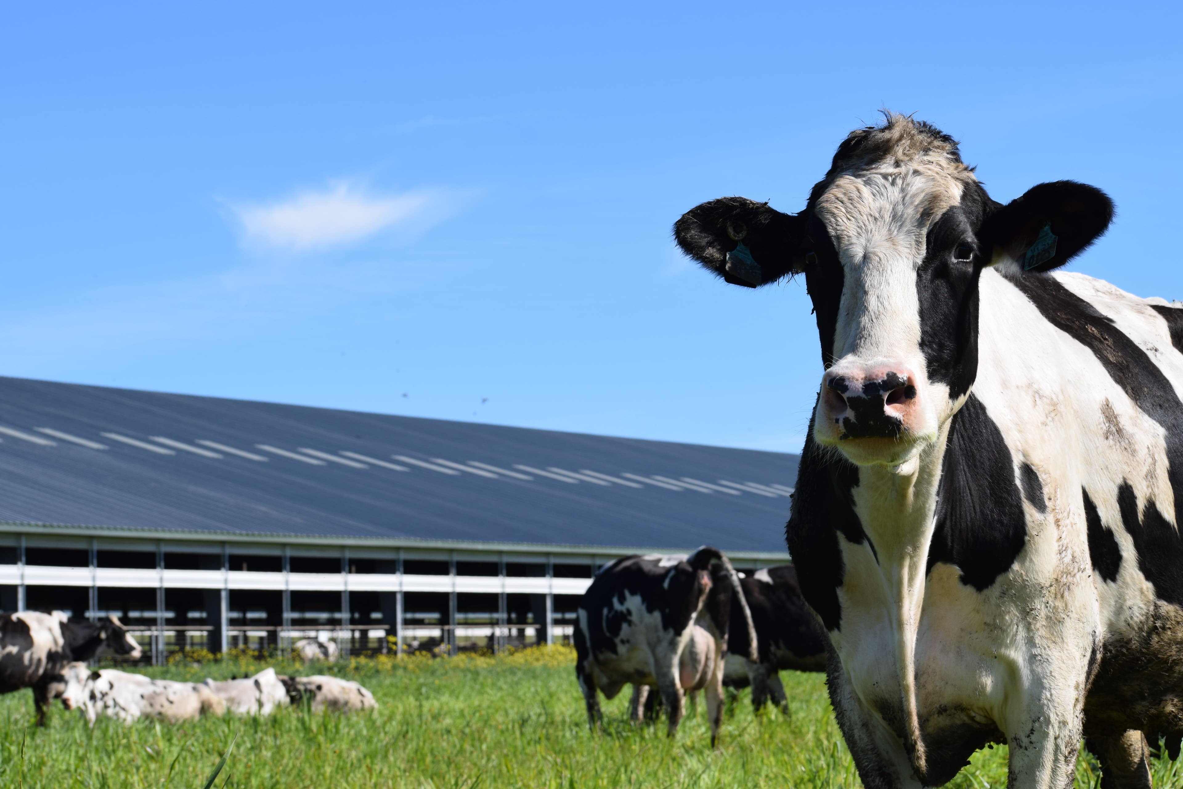 How the New Farm Bill will Assist California Dairy Producers
