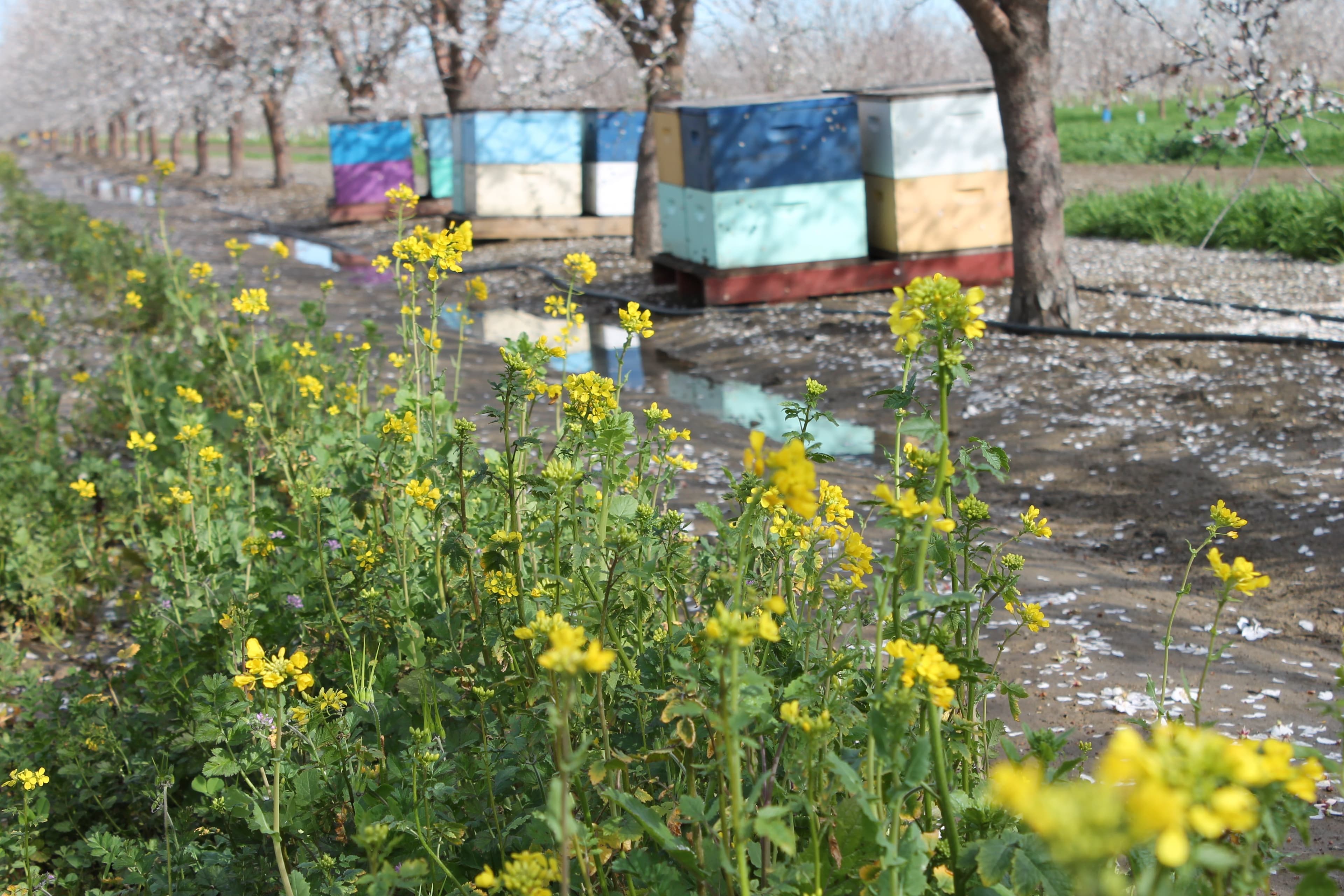 Enhancing Almond Pollination with Cover Crops