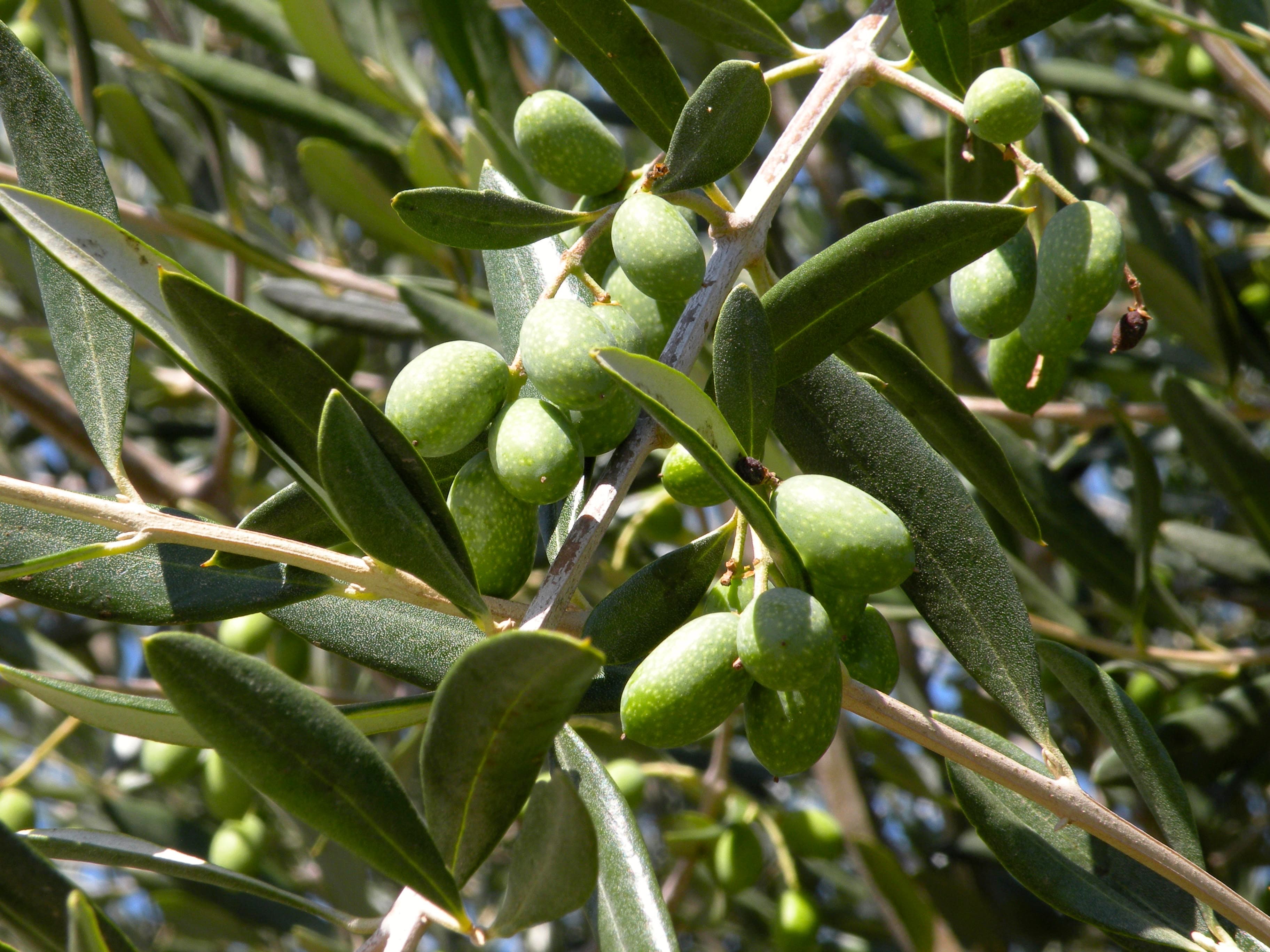 Expert Panels Added to California Olive Oil Day Program