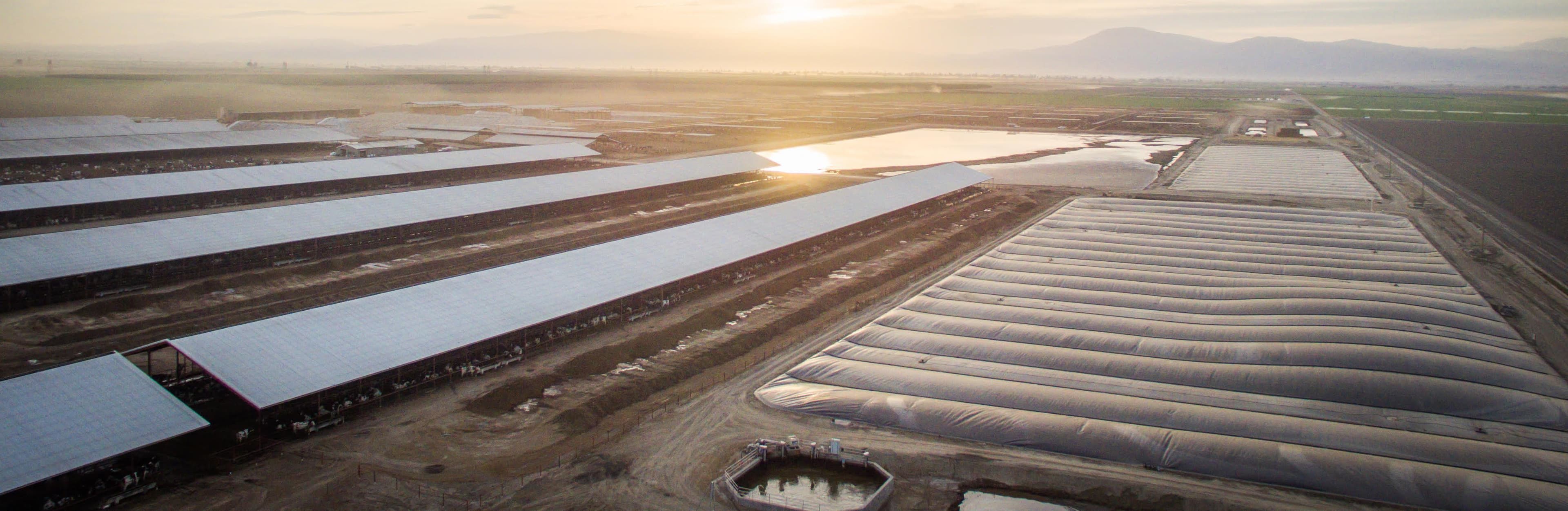 Cows and the Environment: A California Perspective