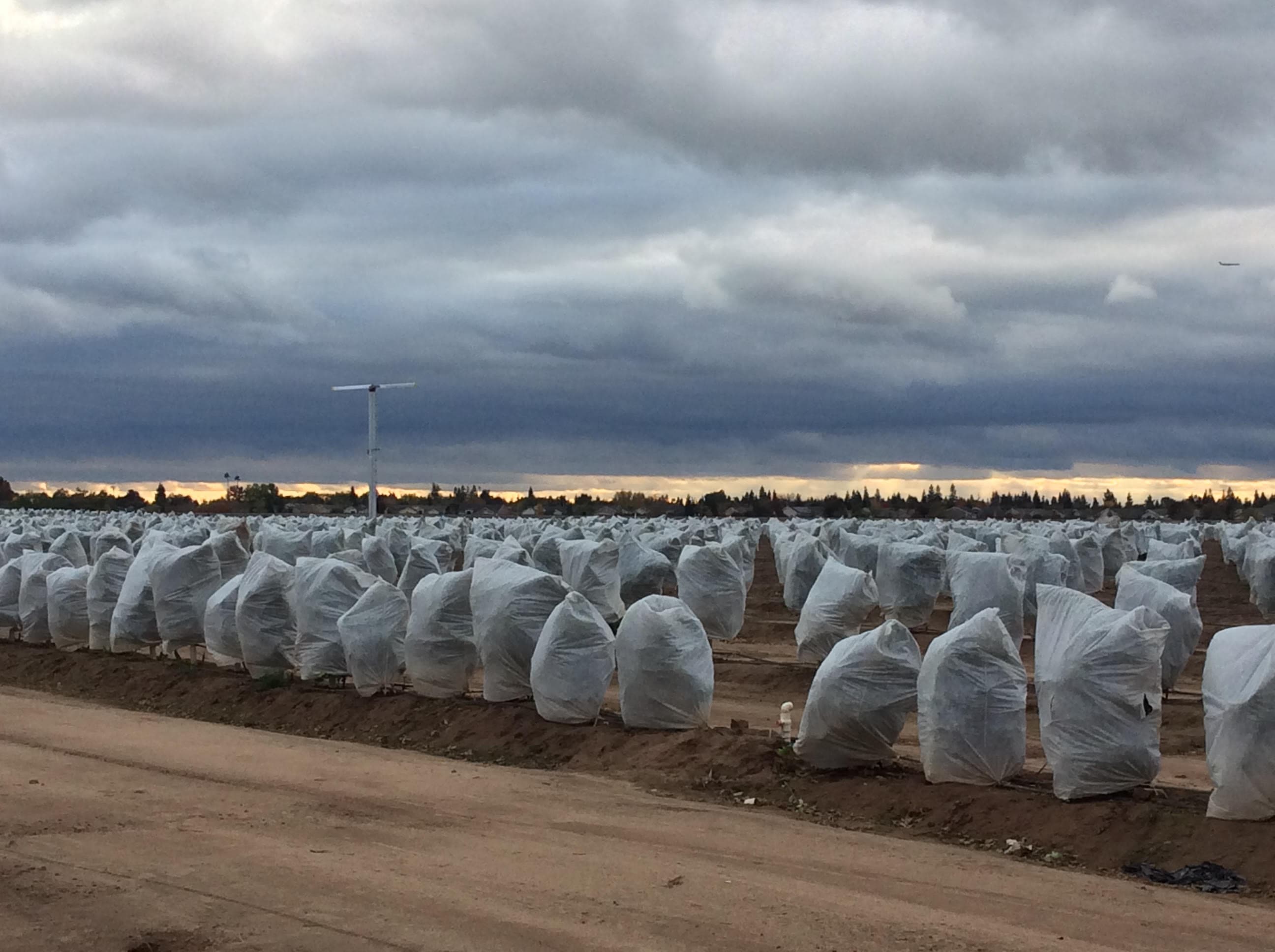 Central Valley Citrus Growers Manage through Mid-Season Freeze