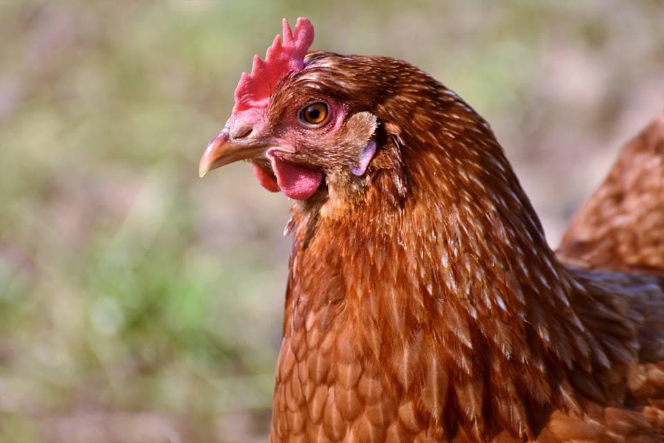 Emergency Funds to Address Virulent Newcastle Disease in California