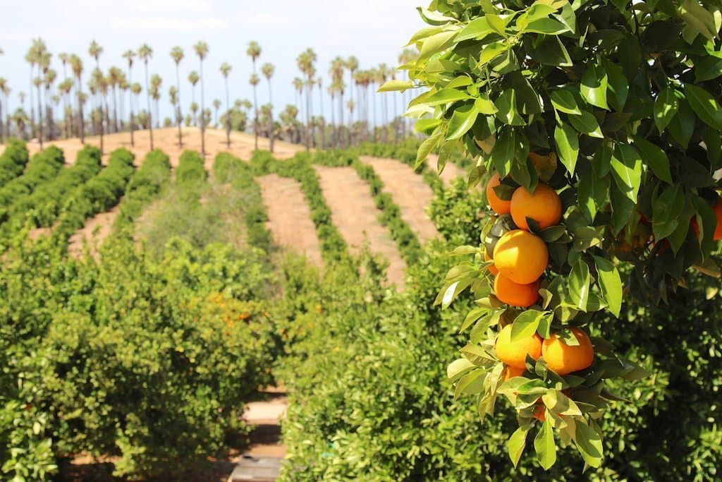 International Citrus Research Conferences Come to Riverside