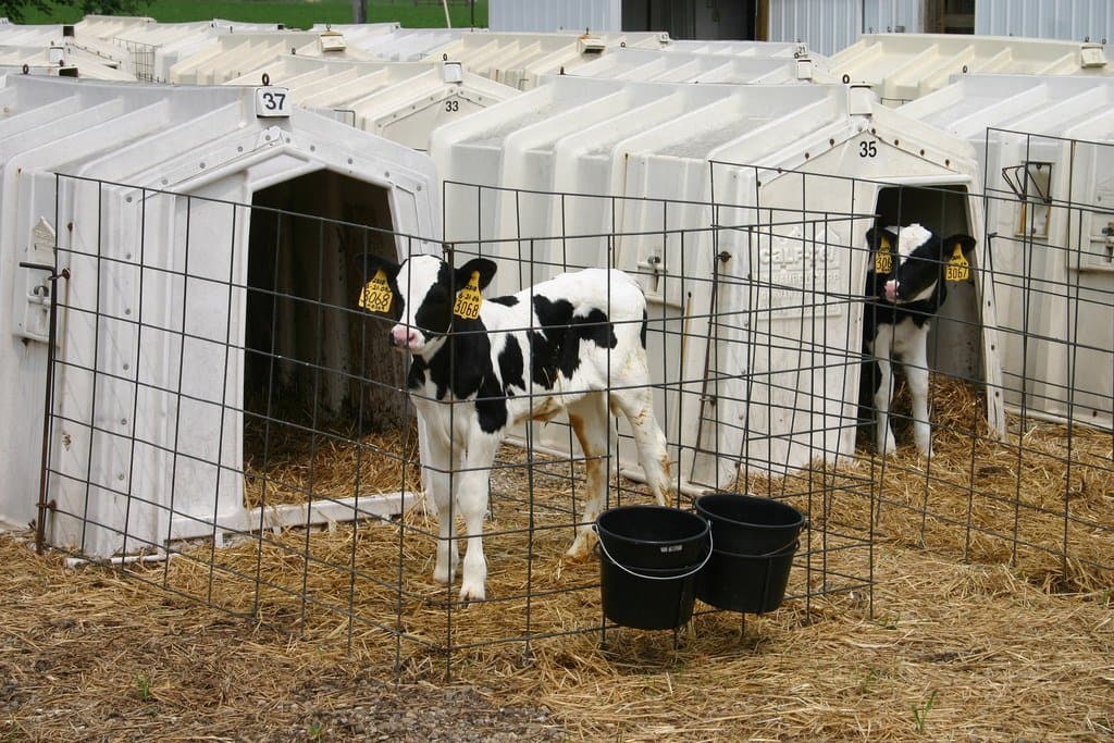 Protect Calf Hutches with the California Cattle Council