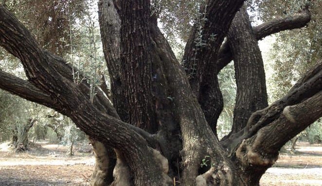 Musco Family Olive Co. Offers New Contracts to California Olive Growers