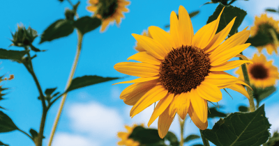 Organic Farmers Association Announces Newly Elected Governing Council and Policy Committee