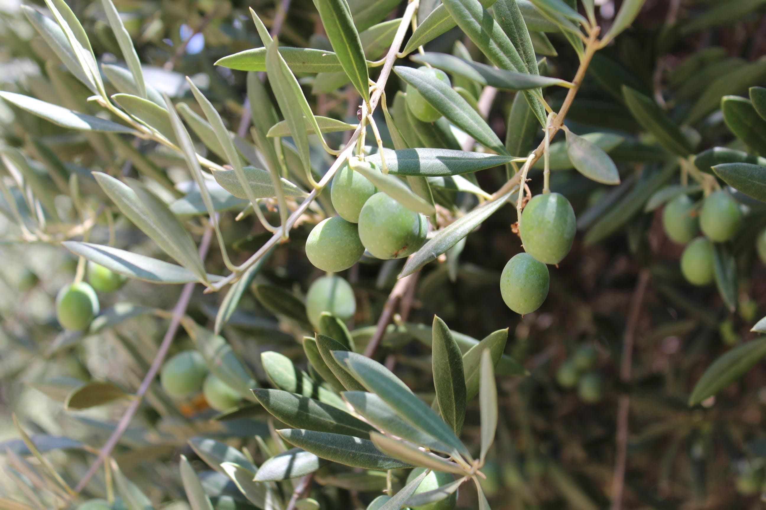 Farm Bureau Seeks Action for Olive Growers