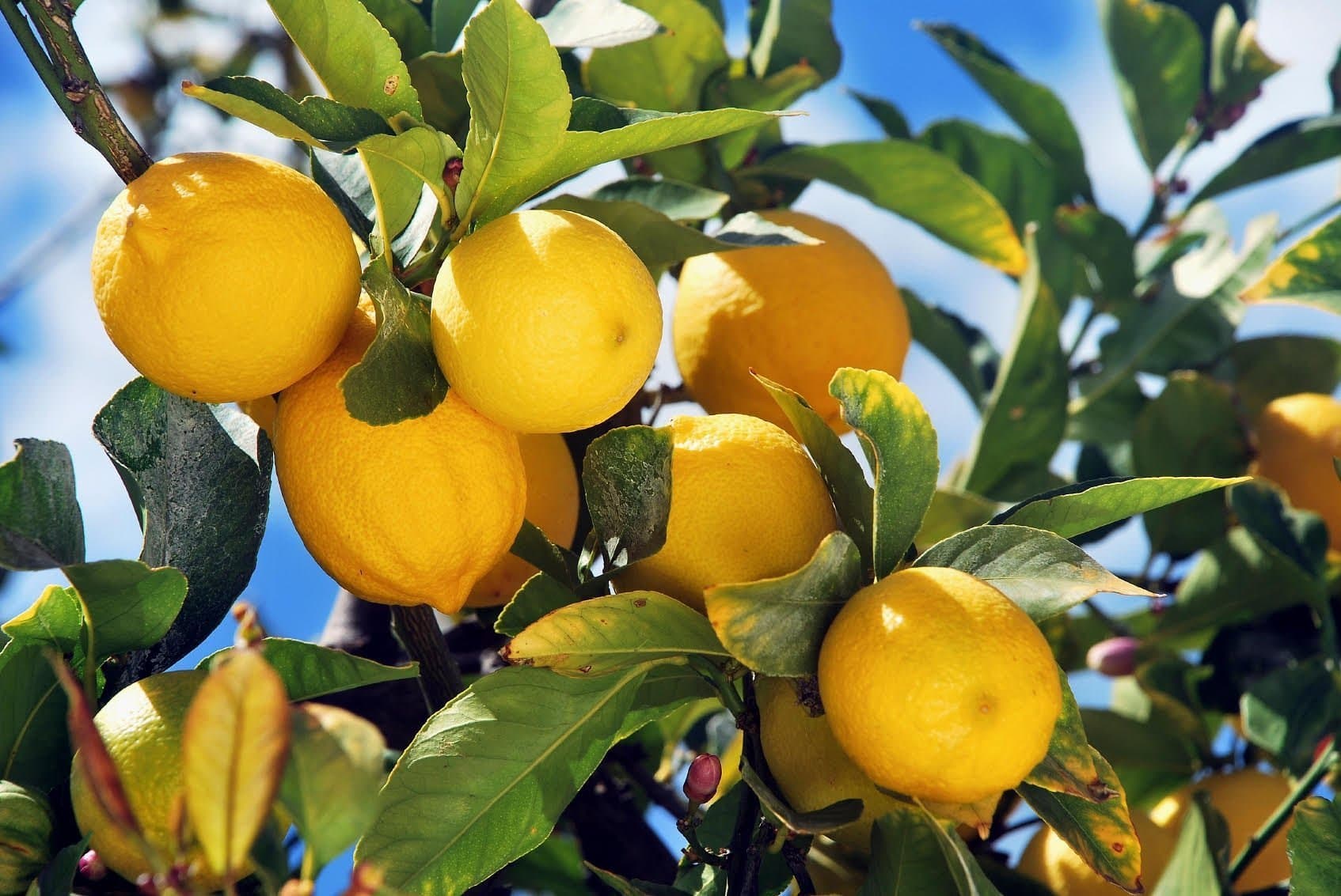 When Life Gives you Sour Lemons, Use Genetics to Find Out Why