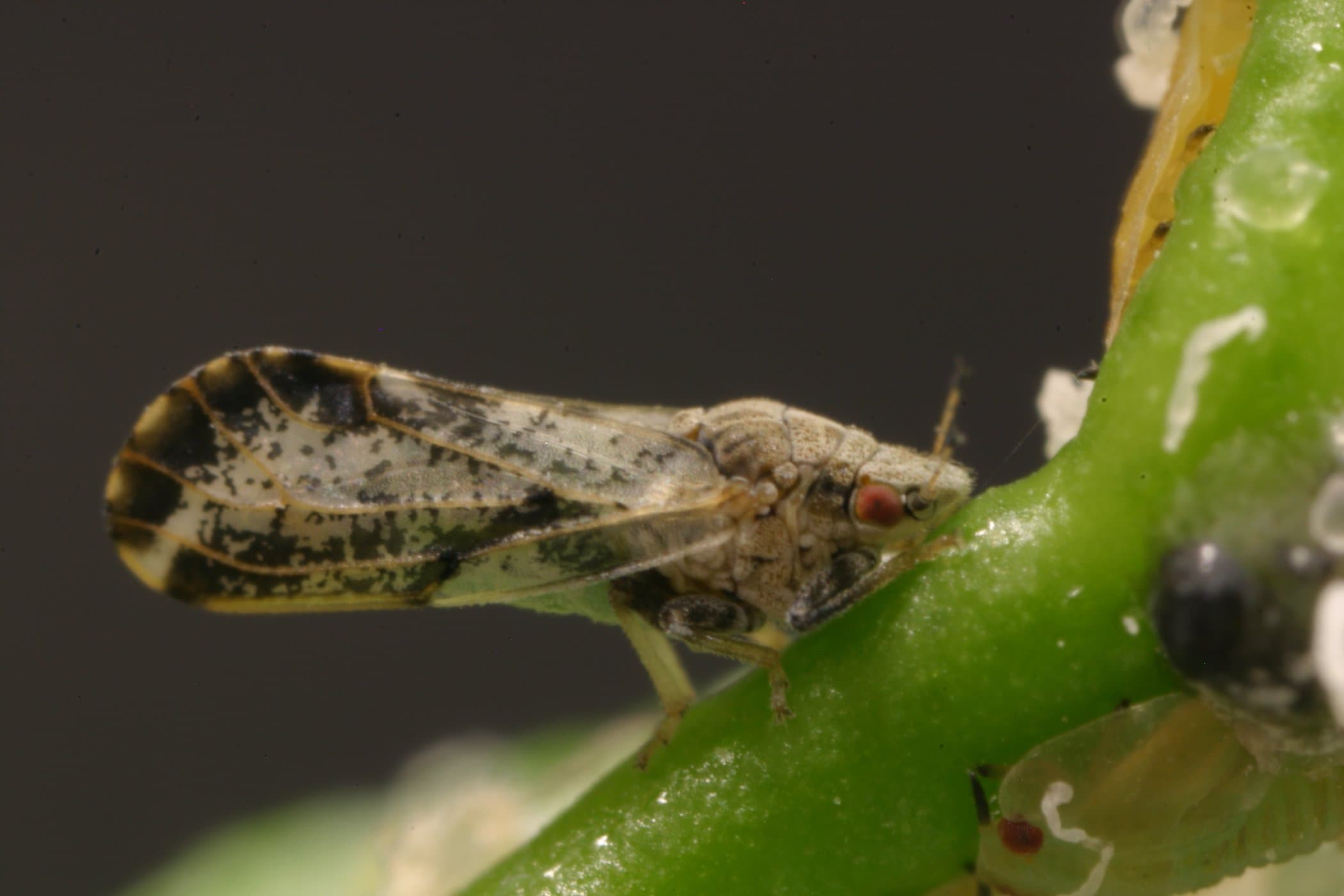 Don’t Pack a Pest – April is Invasive! Plant Pest and Disease Awareness Month!