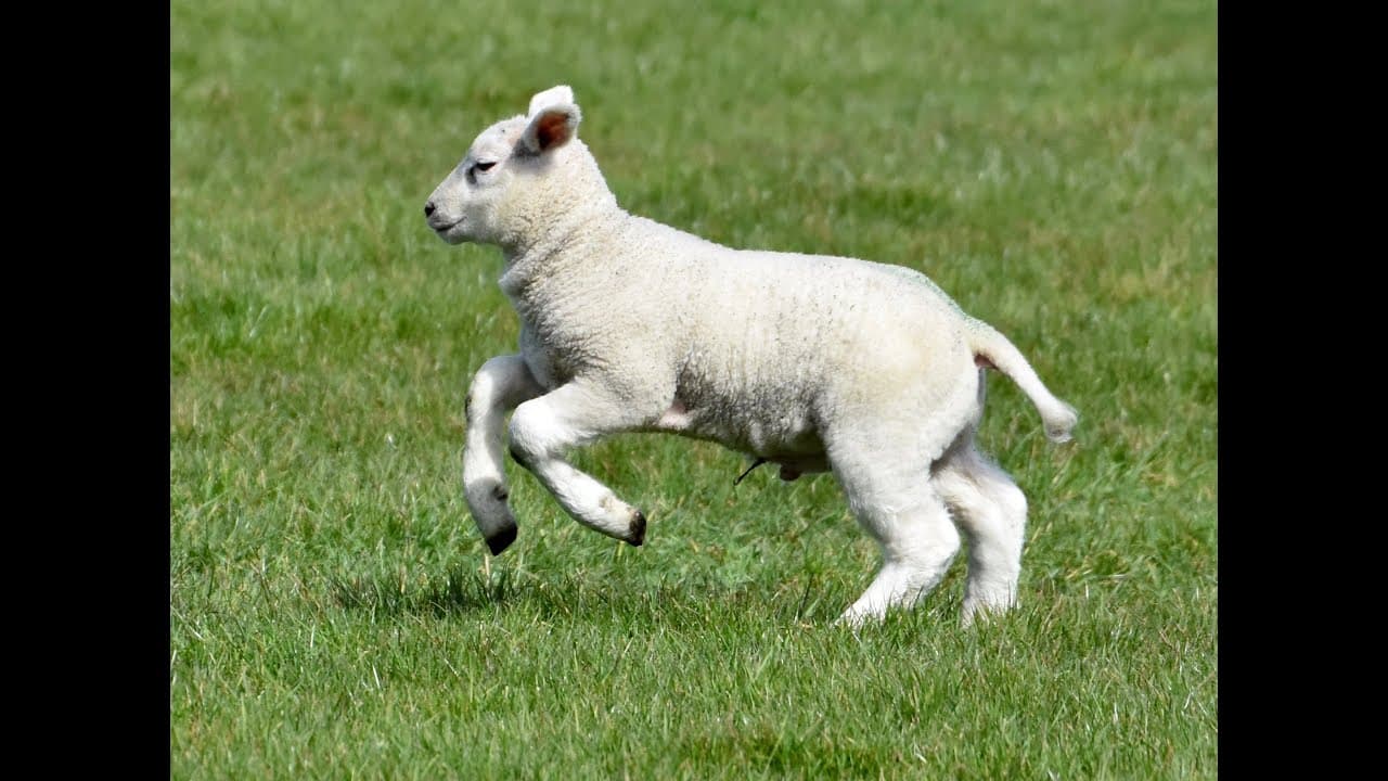 Study Examines Contribution of American Lamb Checkoff Program