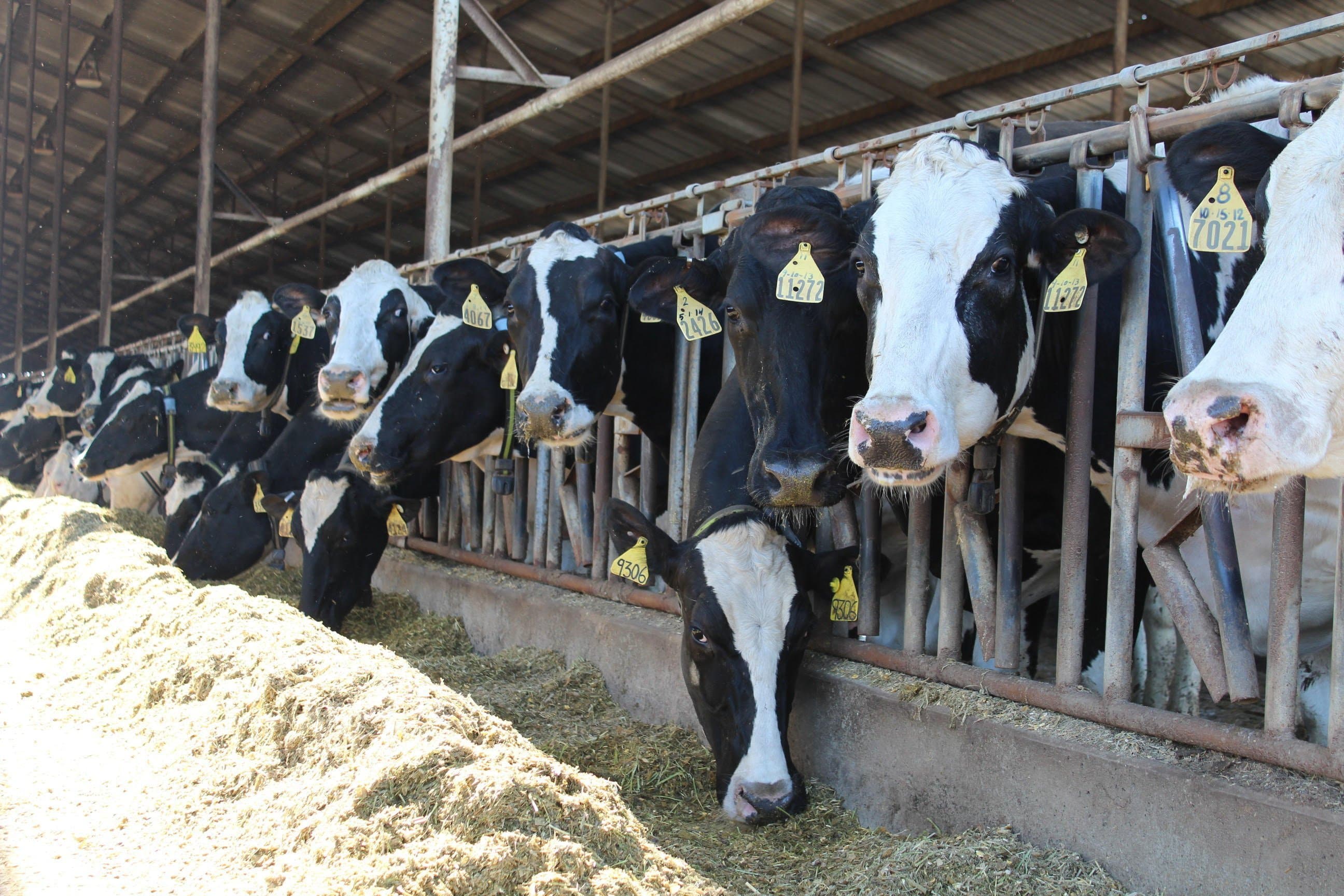 February Income over Feed Cost Margin Triggers Second 2019 Dairy Safety Net Payment