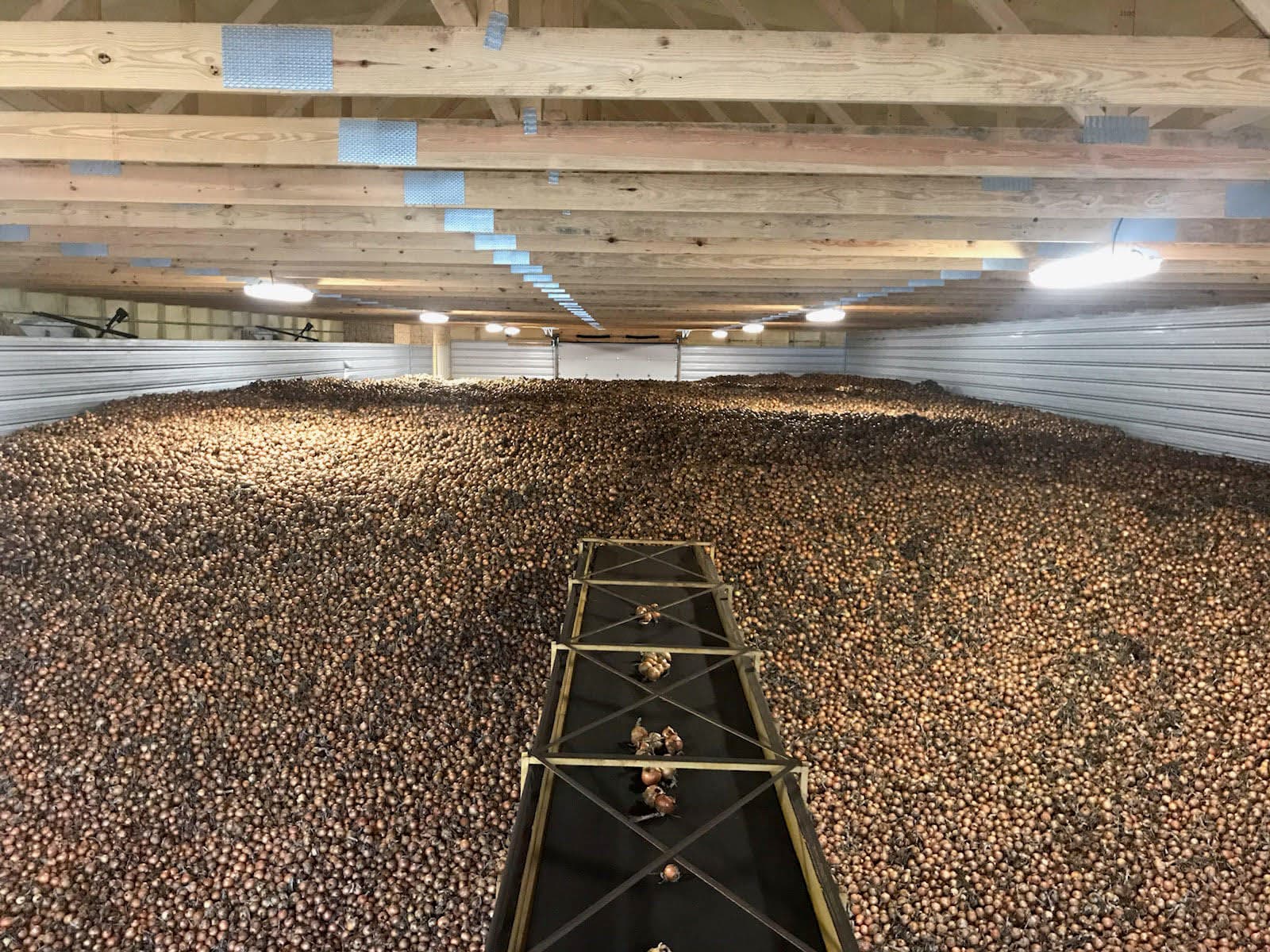 America’s Onion Industry Helps Sustain a Healthy Planet!