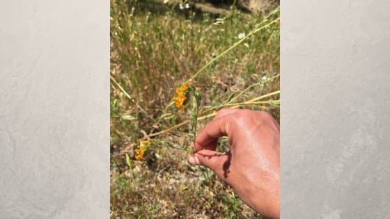 Fiddleneck on Rangelands
