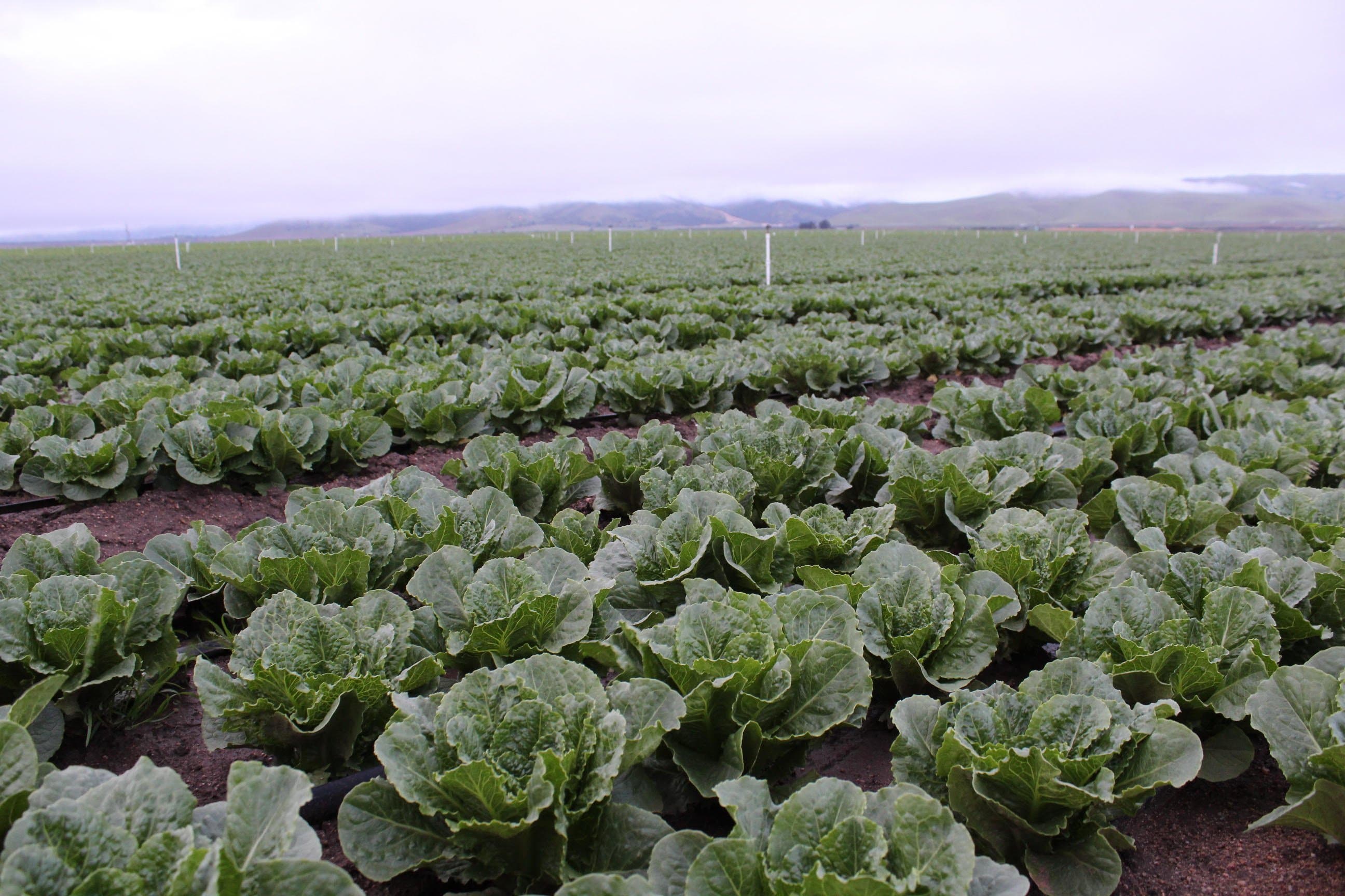 Food Safety Issues Carry Increasingly High Risks for Suppliers