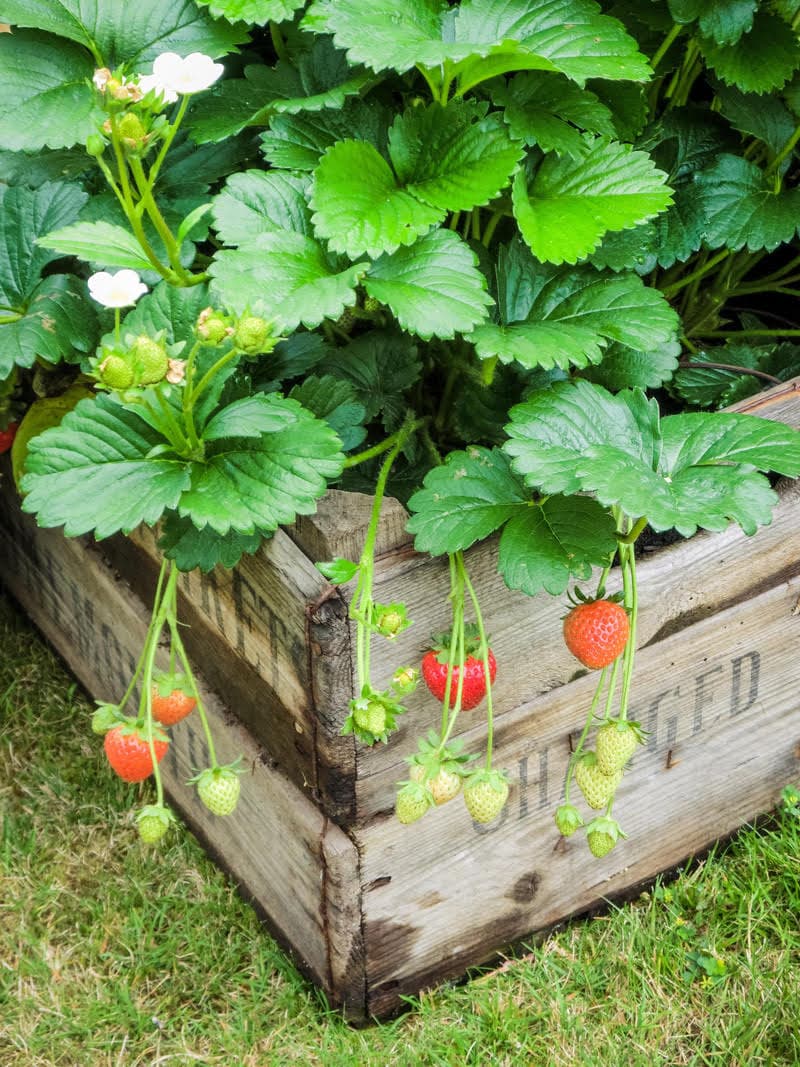 Polyploidy – or how do we get seedless fruit?