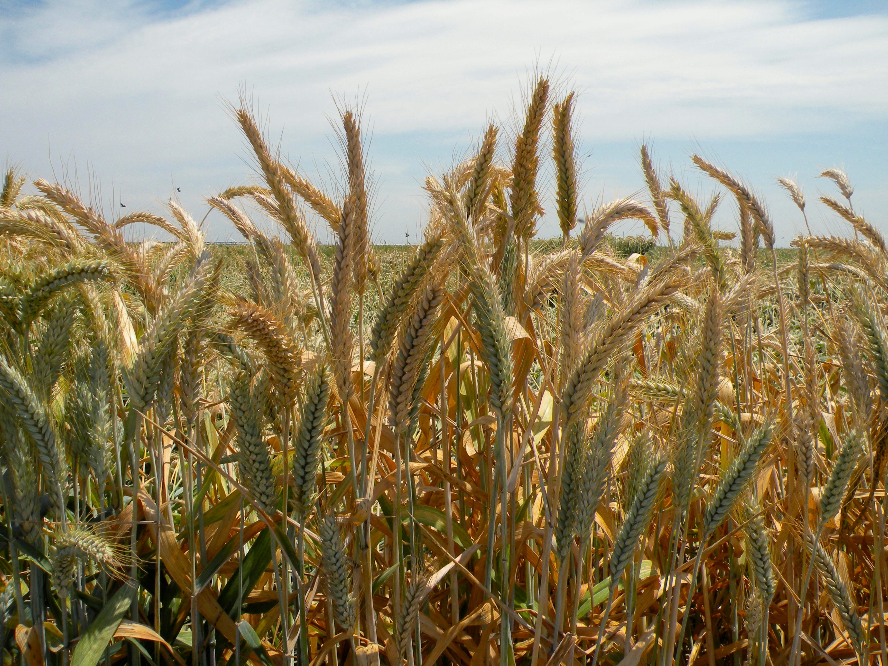 Economic Analysis: Grain Exports Offer Billions in Benefits Beyond the Farm