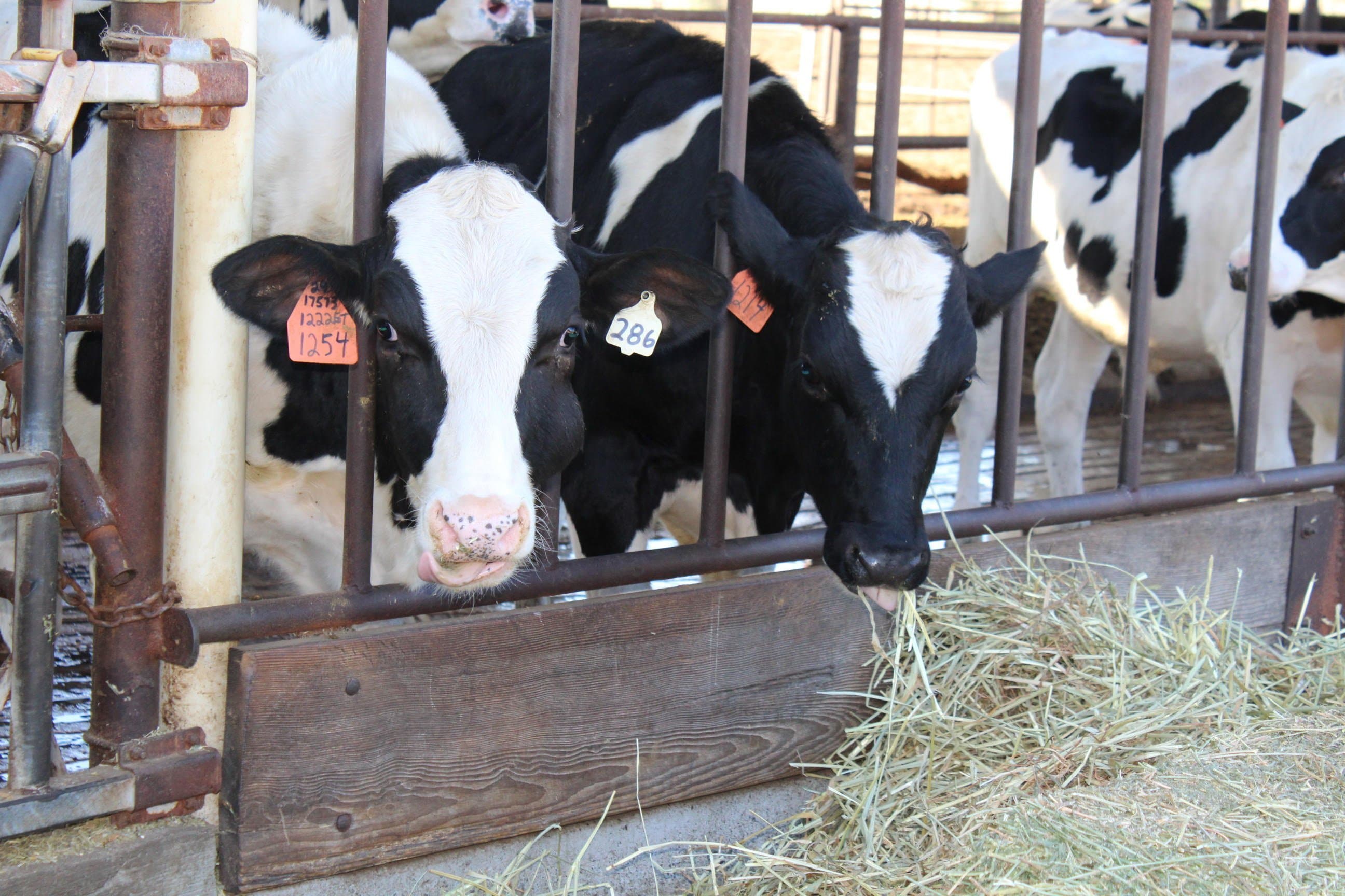 USDA Announces March Income over Feed Cost Margin Triggers Third 2019 Dairy Safety Net Payment