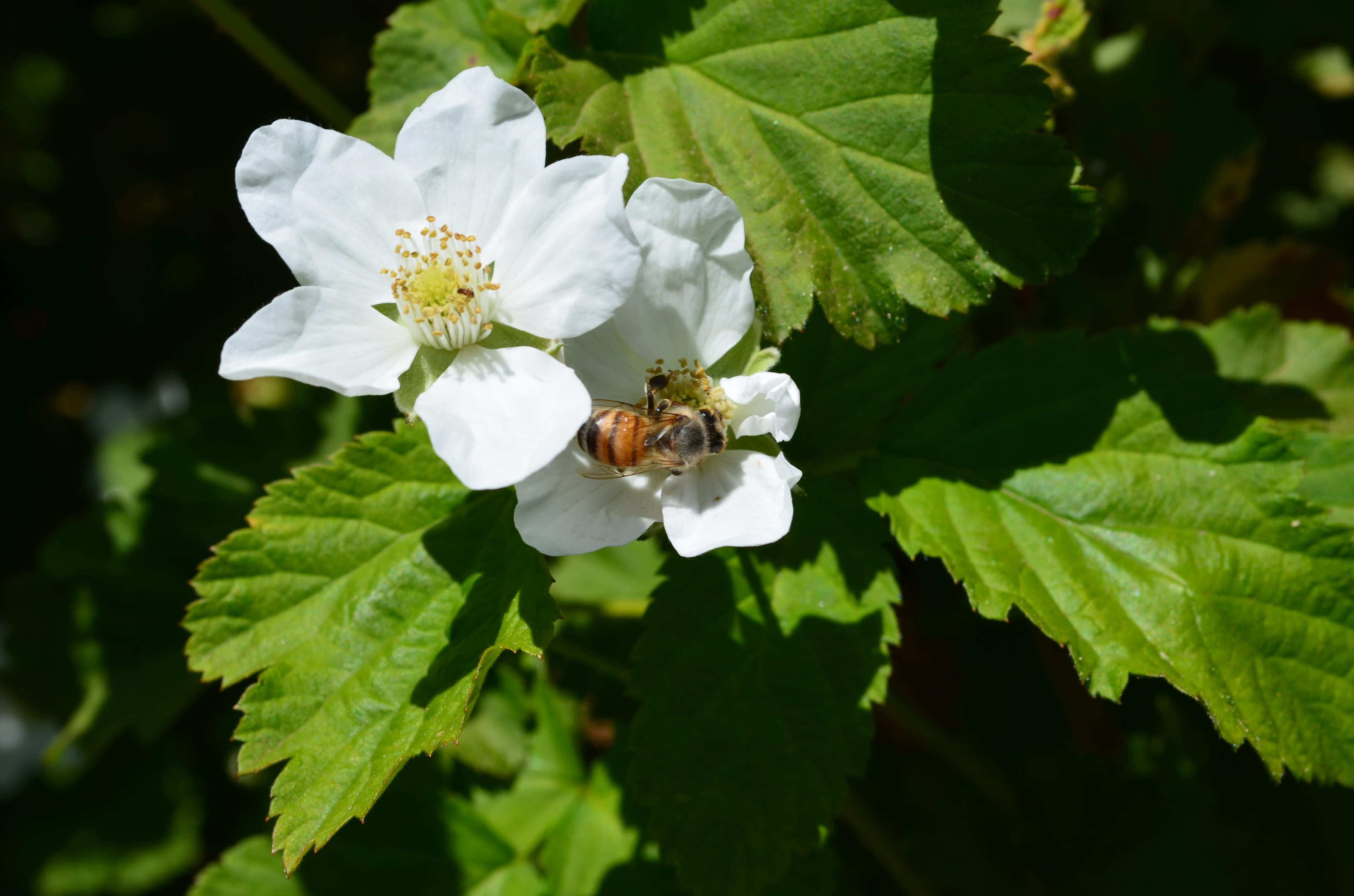 USDA Accepting Applications to Help Cover Producers’ Costs for Organic Certification