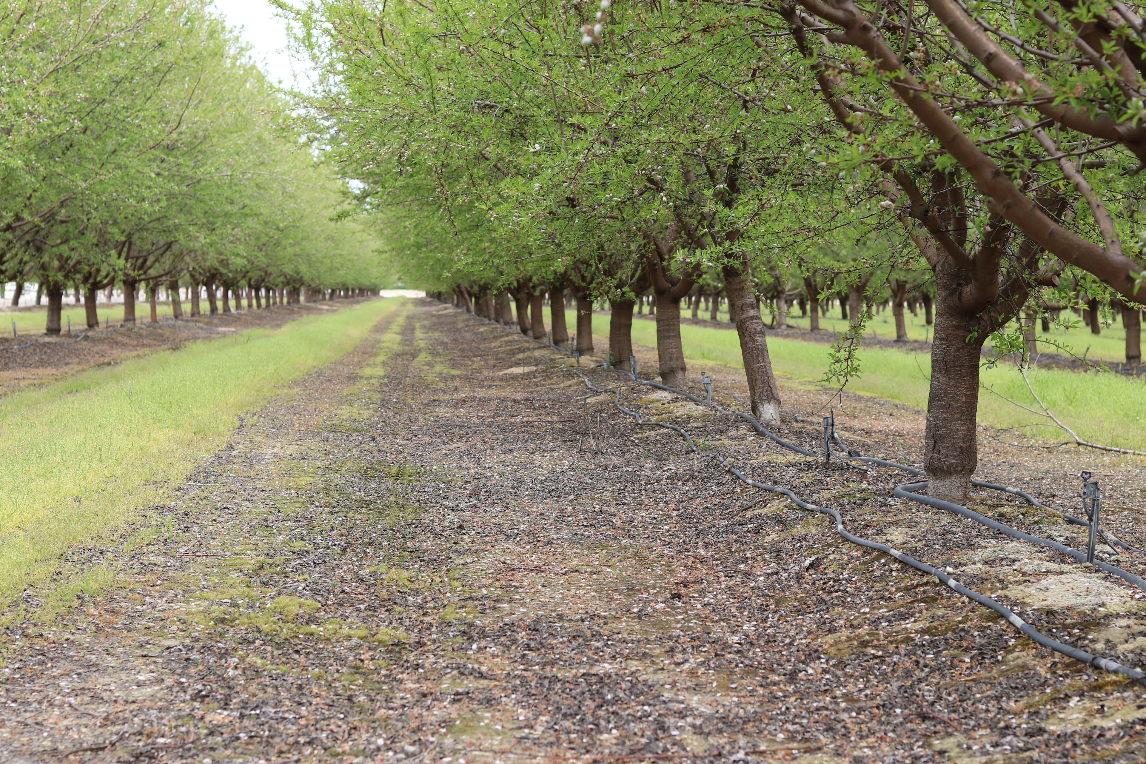 Almonds Included in Round 2 of Relief Funding Due to Tariff Retaliation