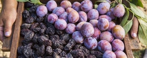 CA Prunes Introduces New Brand to Inspire all to Choose CA for Prunes