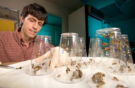 Disrupting One Gene Could Be First Step Toward Treating Honey Bee Parasite Nosema Ceranae