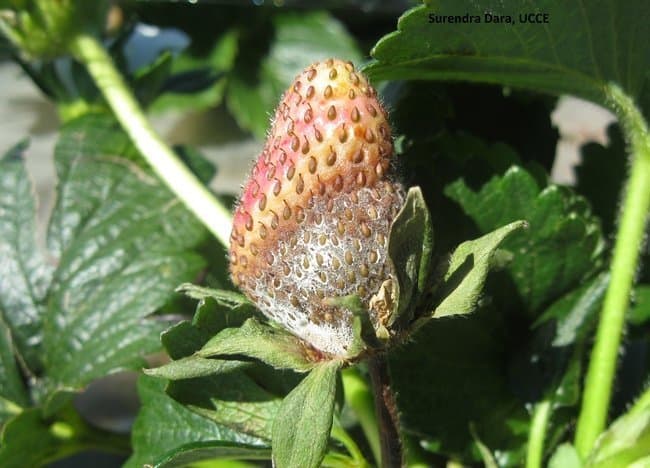 Five Shades of Gray Mold Control in Strawberry: Evaluating Chemical, Organic Oil, Botanical, Bacterial, and Fungal Active Ingredients